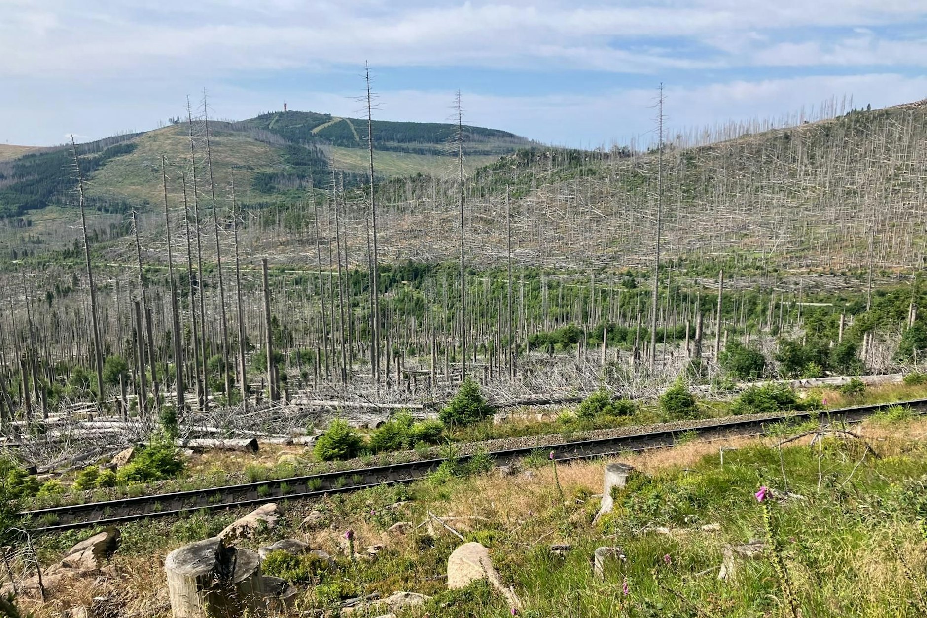 Deutsche Zustände: freier Blick auf den Brocken – weil der Wald tot ist.