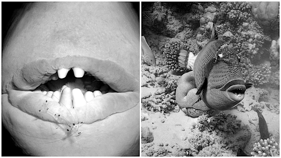 Drückerfische werden bis zu einem Meter lang und haben kräftige, meißelartige Zähne. Diese Fische gibt es im Atlantik, im Pazifik und im Indischen Ozean. Im Mittelmeer ist der Graue Drückerfisch heimisch.