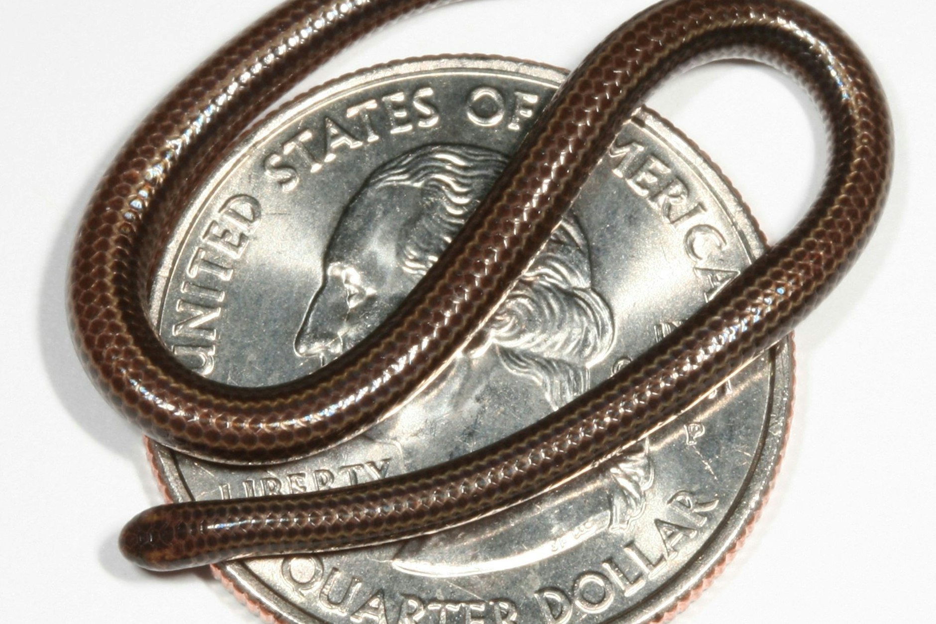 Wird gerne für einen Wurm gehalten, ist aber eine Schlange! Die Barbados-Fadenschlange ist die kleinste Schlange der Welt und nicht ausgestorben, wie bereits befürchtet wurde.