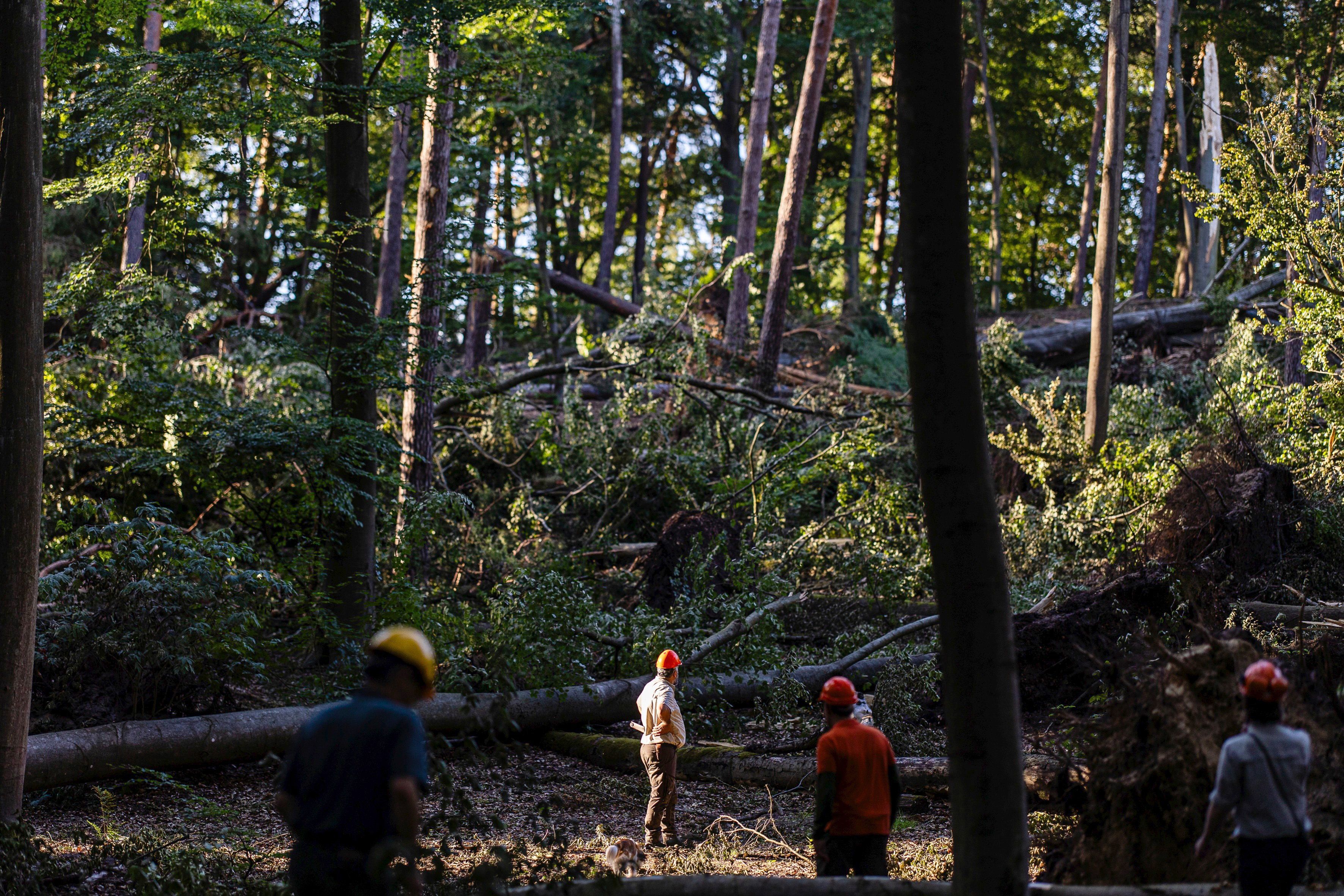 Nach Sturmschäden: Bezirk Reinickendorf hofft auf Hilfe der Bundeswehr