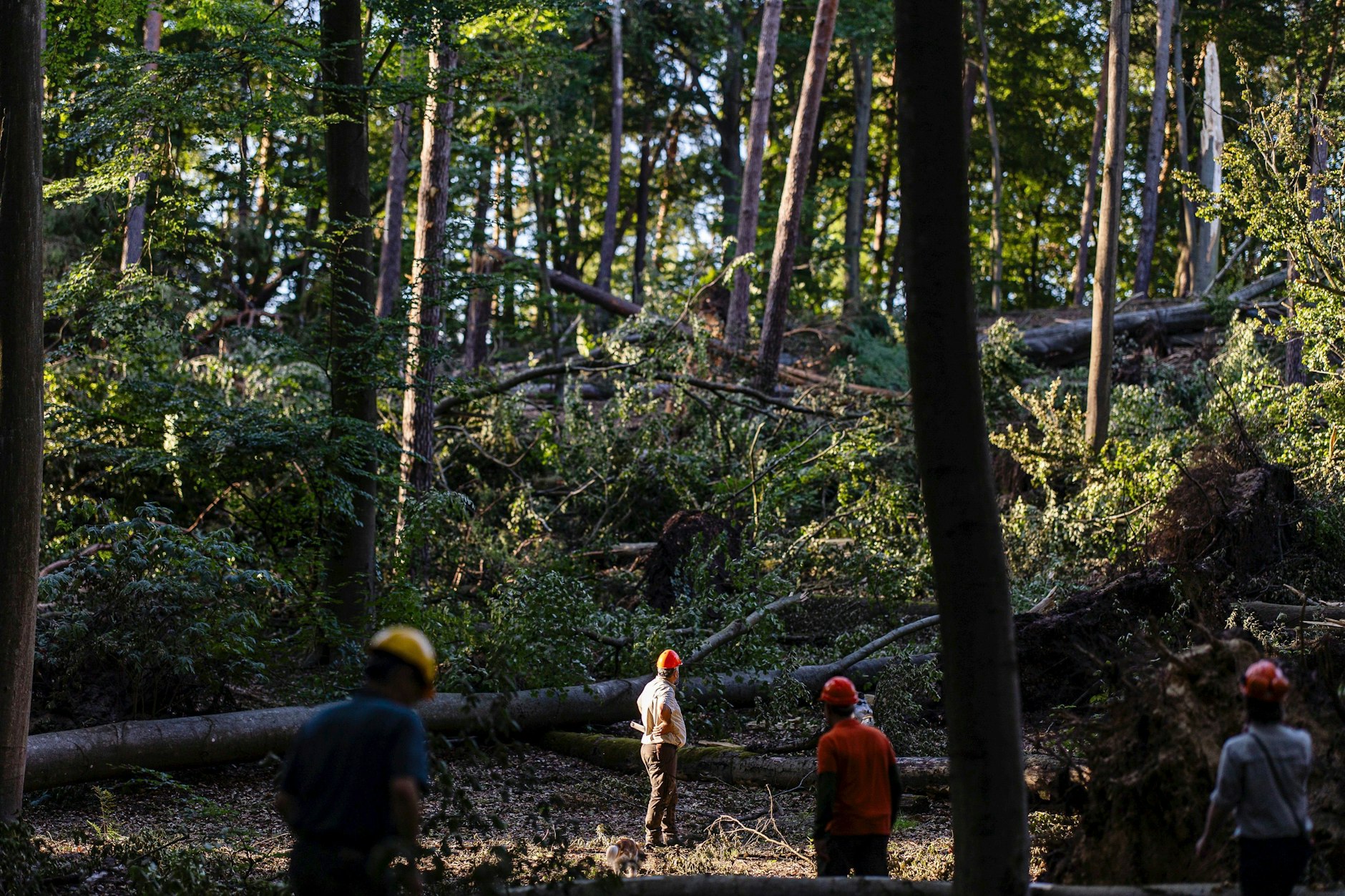 Im Bezirk Reinickendorf musste der Tegeler Forst wegen Sturmschäden im Juni gesperrt werden