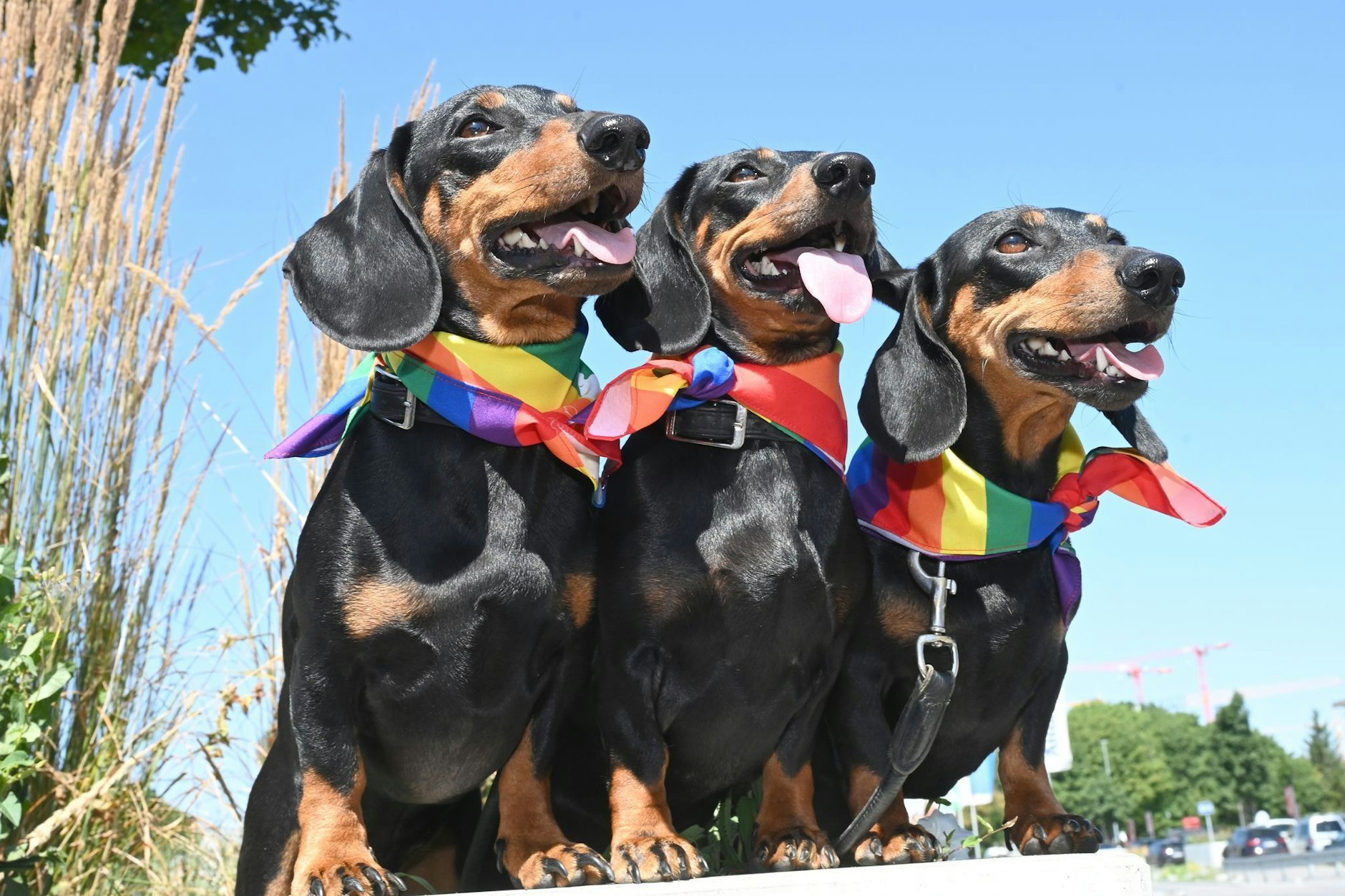 Die Regenbogen-Flagge: Gerade im rechten Sektor ist sie verschrien. Warum eigentlich?