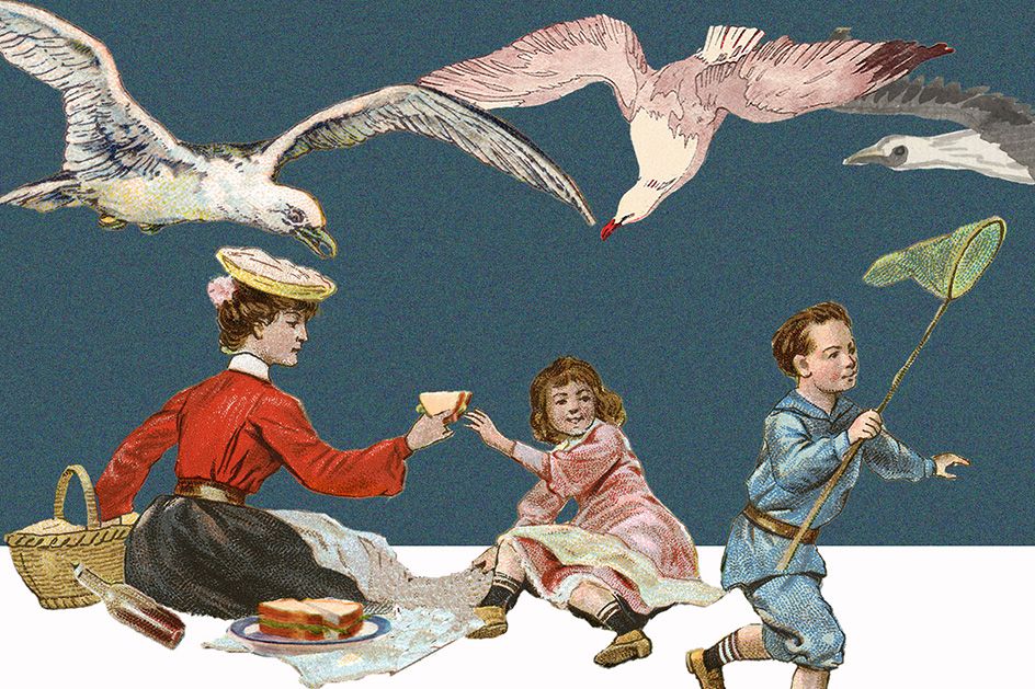 Ostsee-Urlaub: Wie schützt man sich vor aggressiven Möwen?