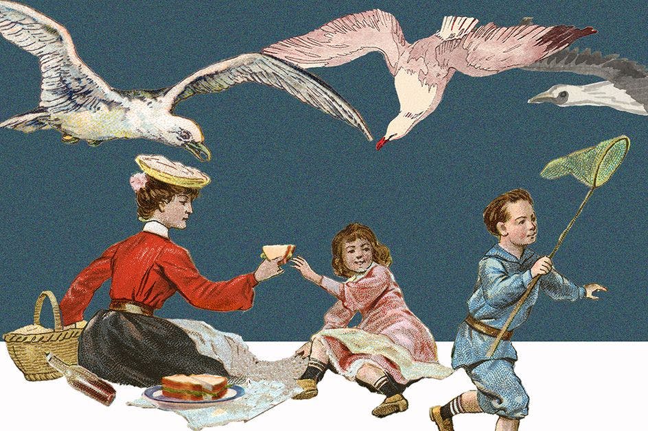 Sie kommen mal einzeln, mal in Scharen: Möwen fressen gern das, was auch uns Menschen schmeckt.