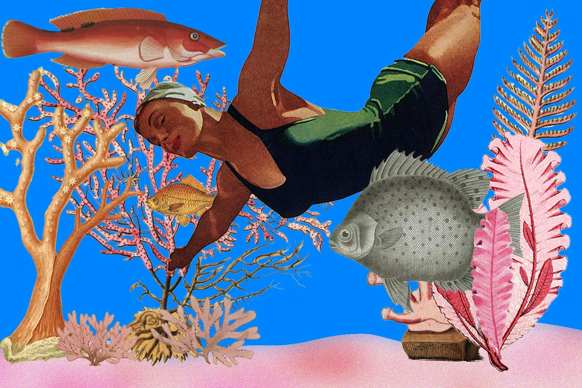 Algen gehören zu maritimen Ökosystemen dazu, ebenso wie Fische und Seegras.