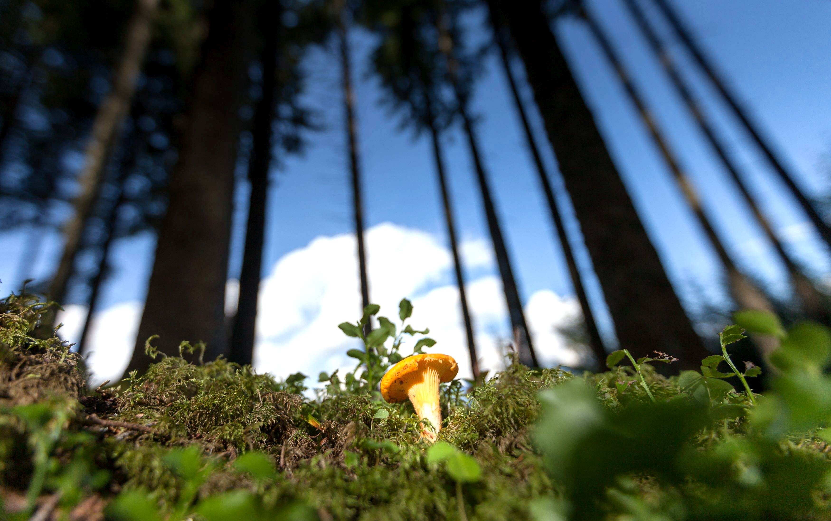 Image - Eigentlich ist jetzt beste Pfifferlingszeit: Warum aber bleiben die Körbe leer – trotz Regen?