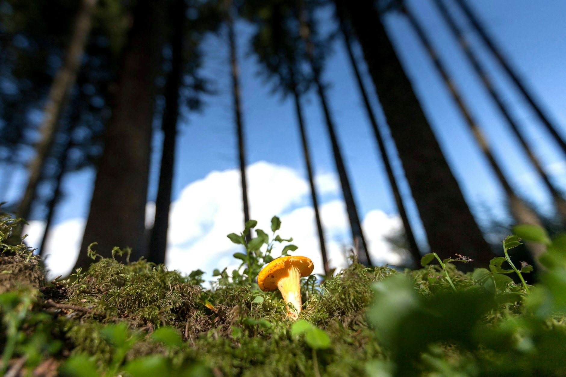 In der hiesigen Region heißen die Pilze der Saison Echte Pfifferlinge, andere nennen sie Eierschwammerl oder Rehling.