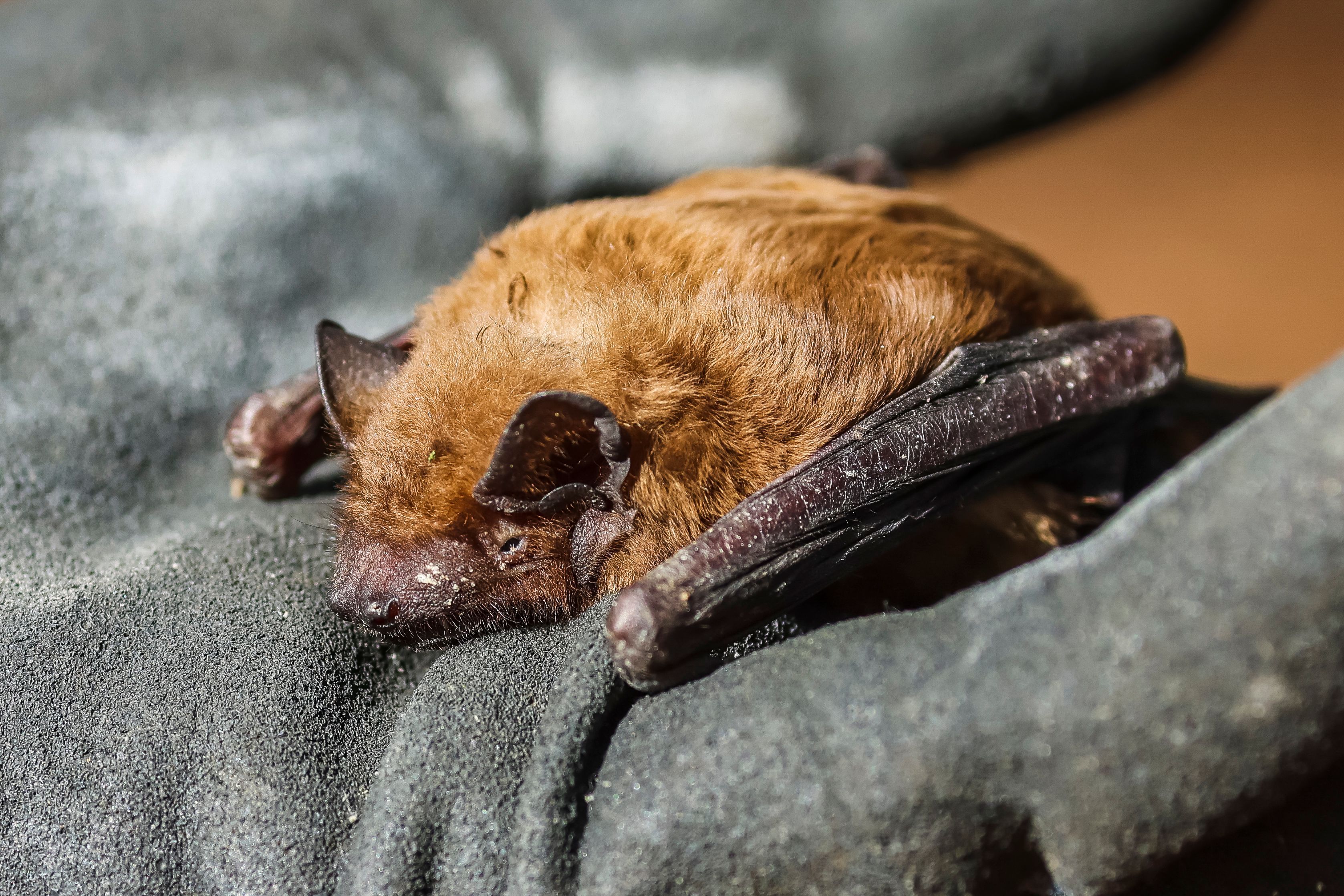 Berlin: Tollwutvirus bei Fledermaus in Charlottenburg nachgewiesen