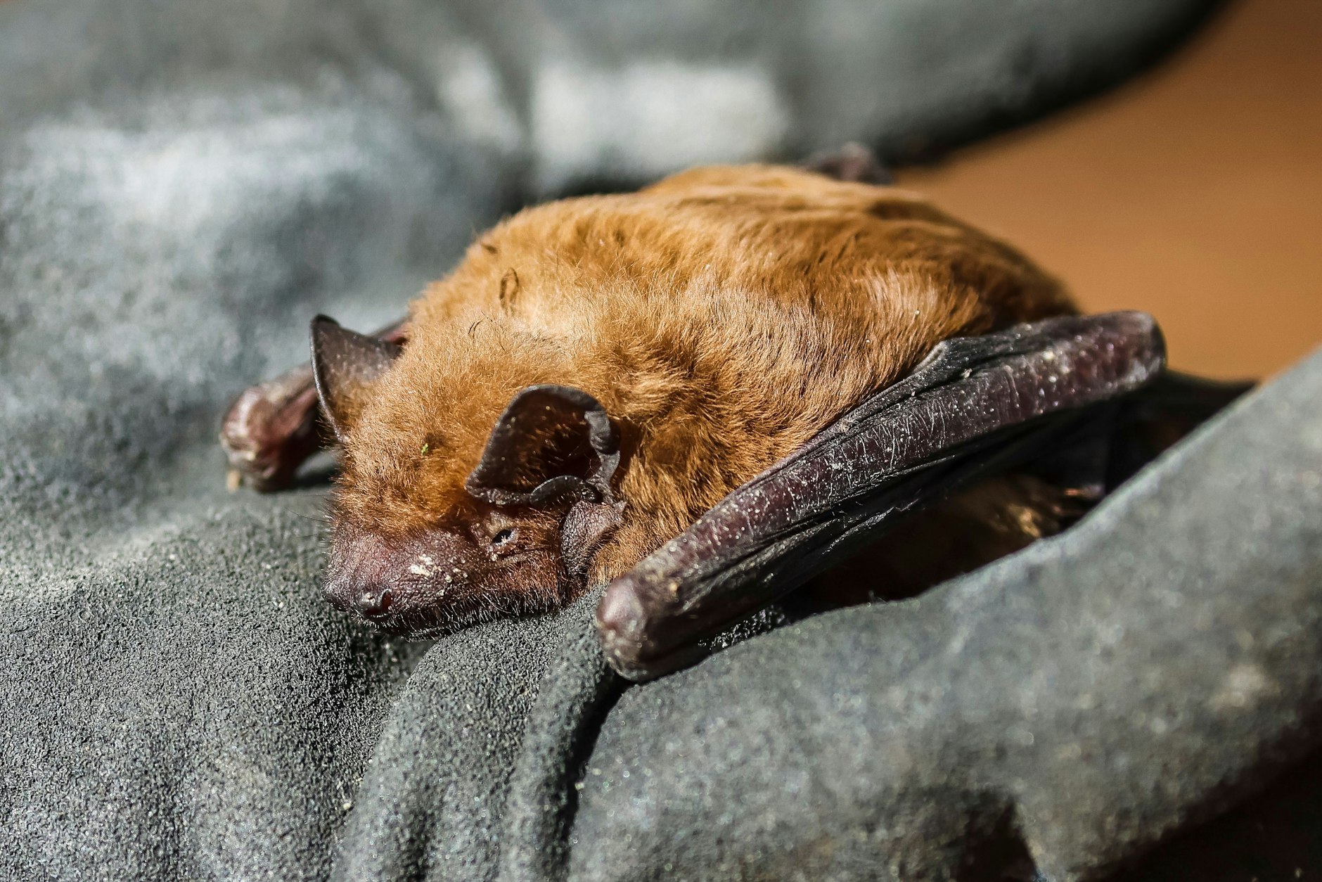 In Charlottenburg-Wilmersdorf haben Tierärzte Tollwut bei einer Fledermaus nachgewiesen.