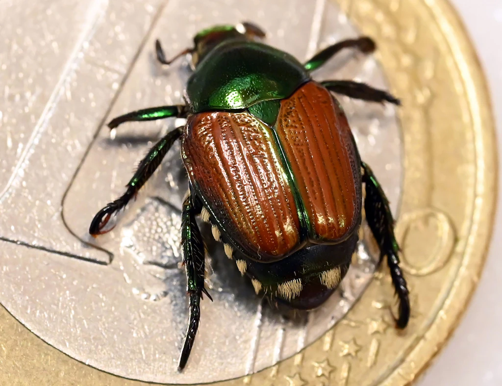 Käfer-Invasion in Deutschland: Erste Stadt verhängt Verbote!