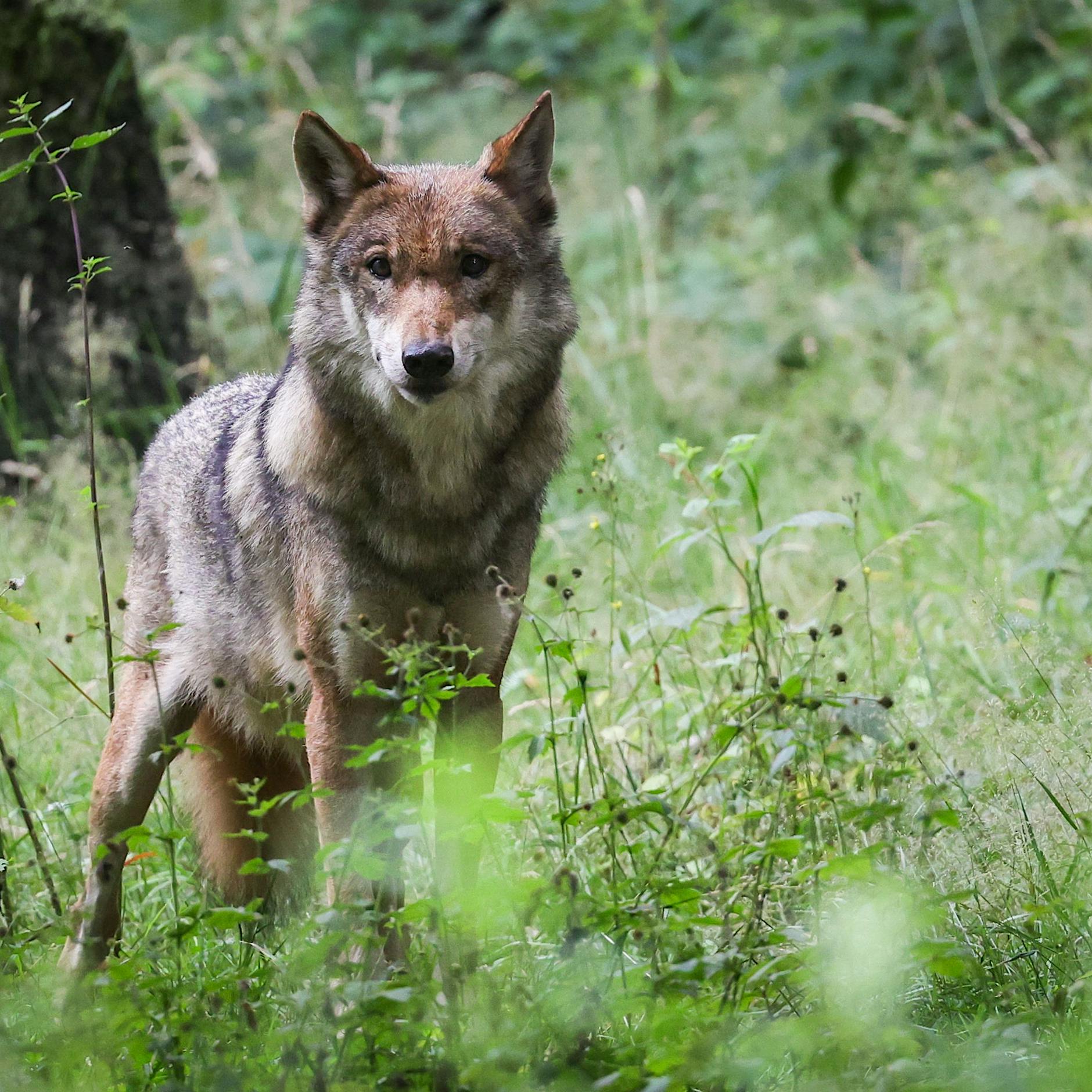 Wolf schleift Sechsjährigen in Wald: Kind in Klinik, Warnung für Naturgebiete