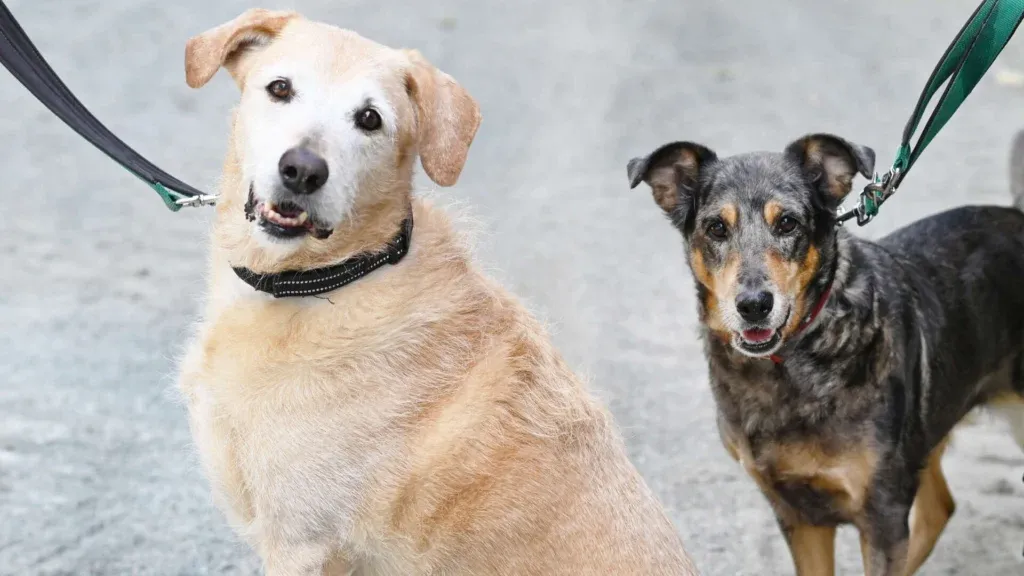 Nach Todesfall: Dieses süße Hunde-Duo sucht ein neues Zuhause!