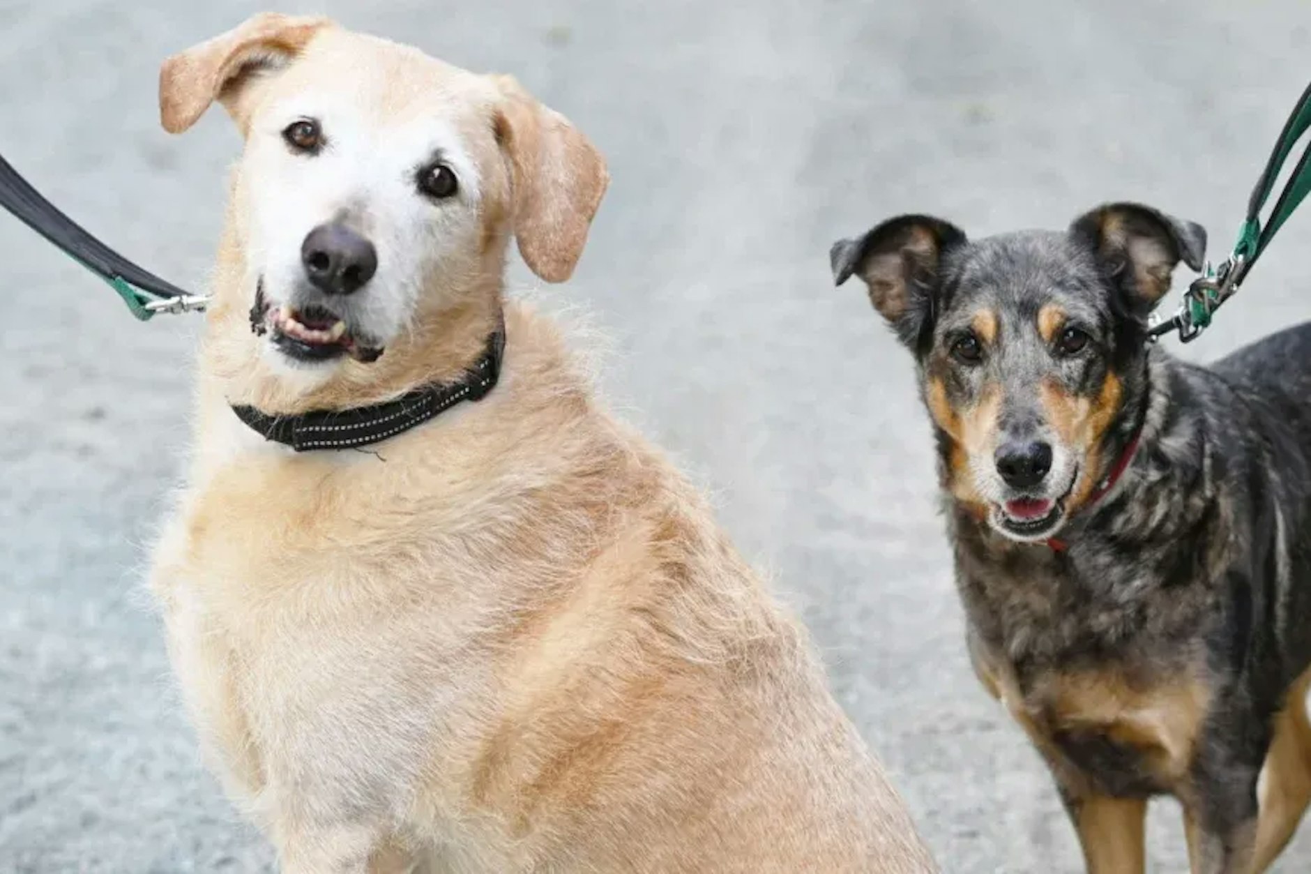 Samson (links) und Tiffy sind ein eingespieltes Team, das Duo sucht ein neues Zuhause.