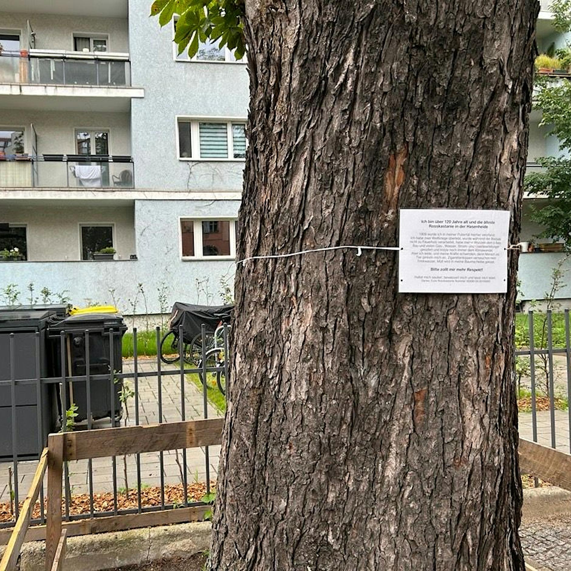 Hasenheide in Neukölln: „Mensch und Tier pinkeln mich an“ – ein Baum beschwert sich