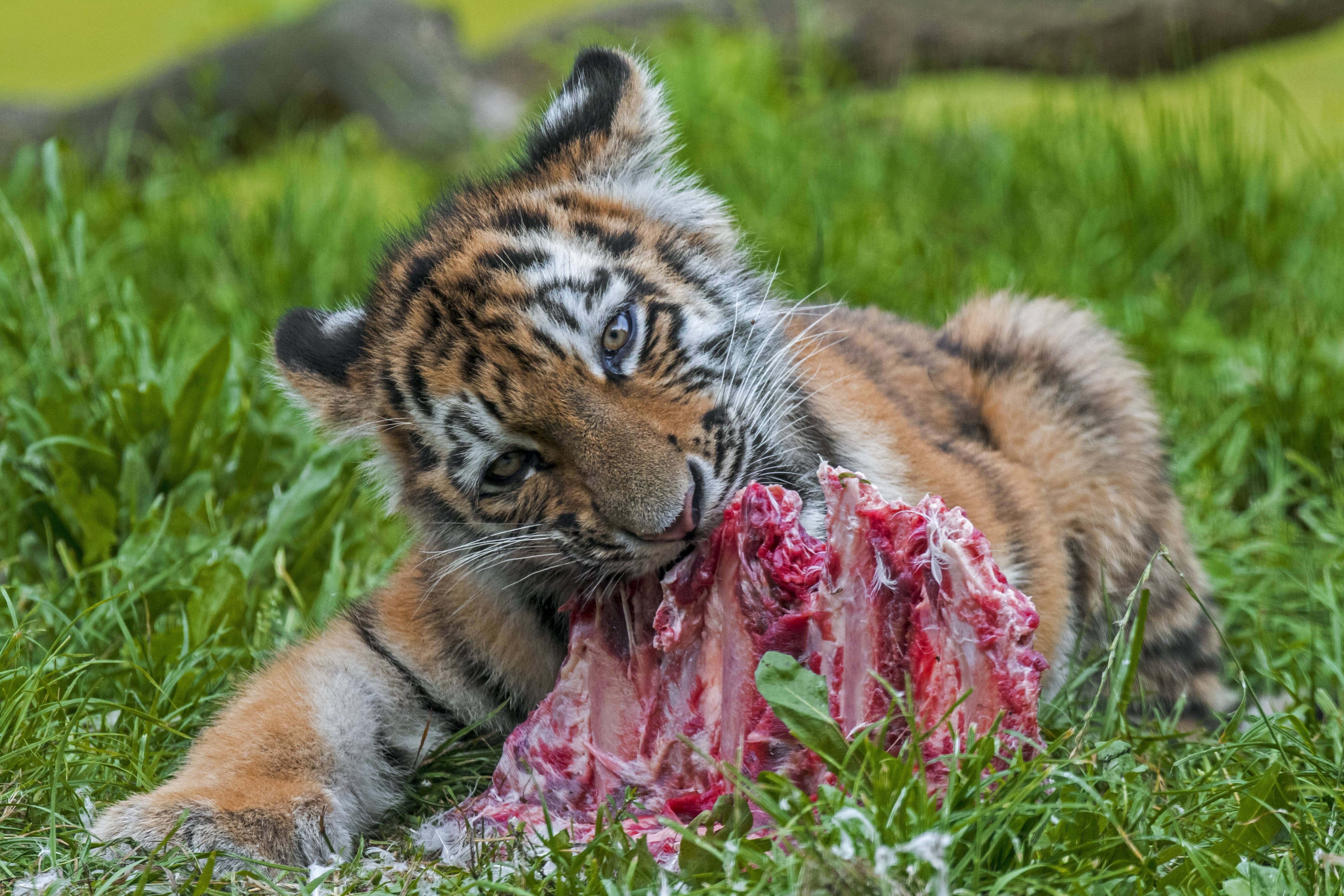 Zoo bittet um Haustiere – um sie zu verfüttern