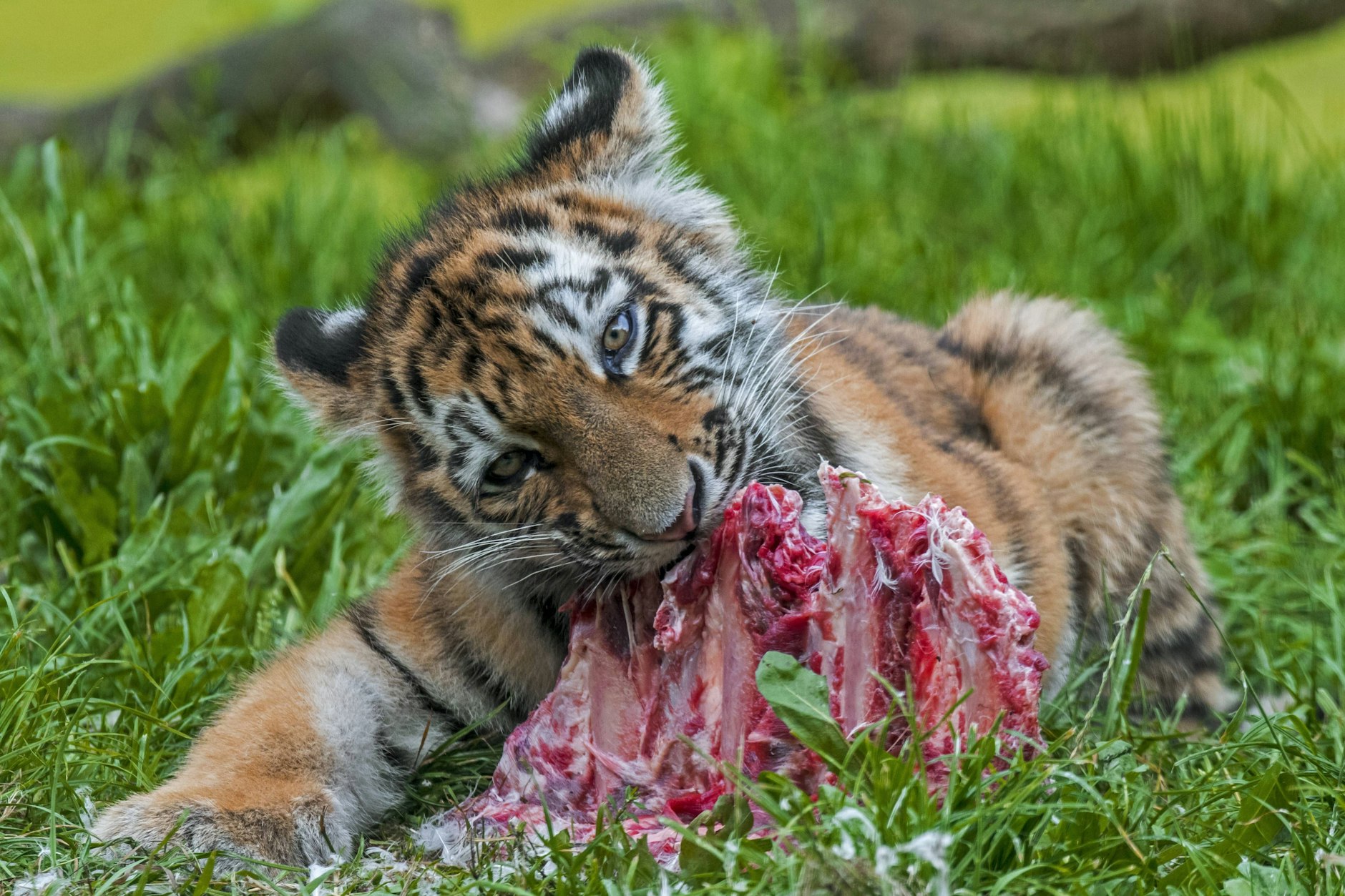 Frischfleisch für den kleinen Tiger (Symbolfoto).