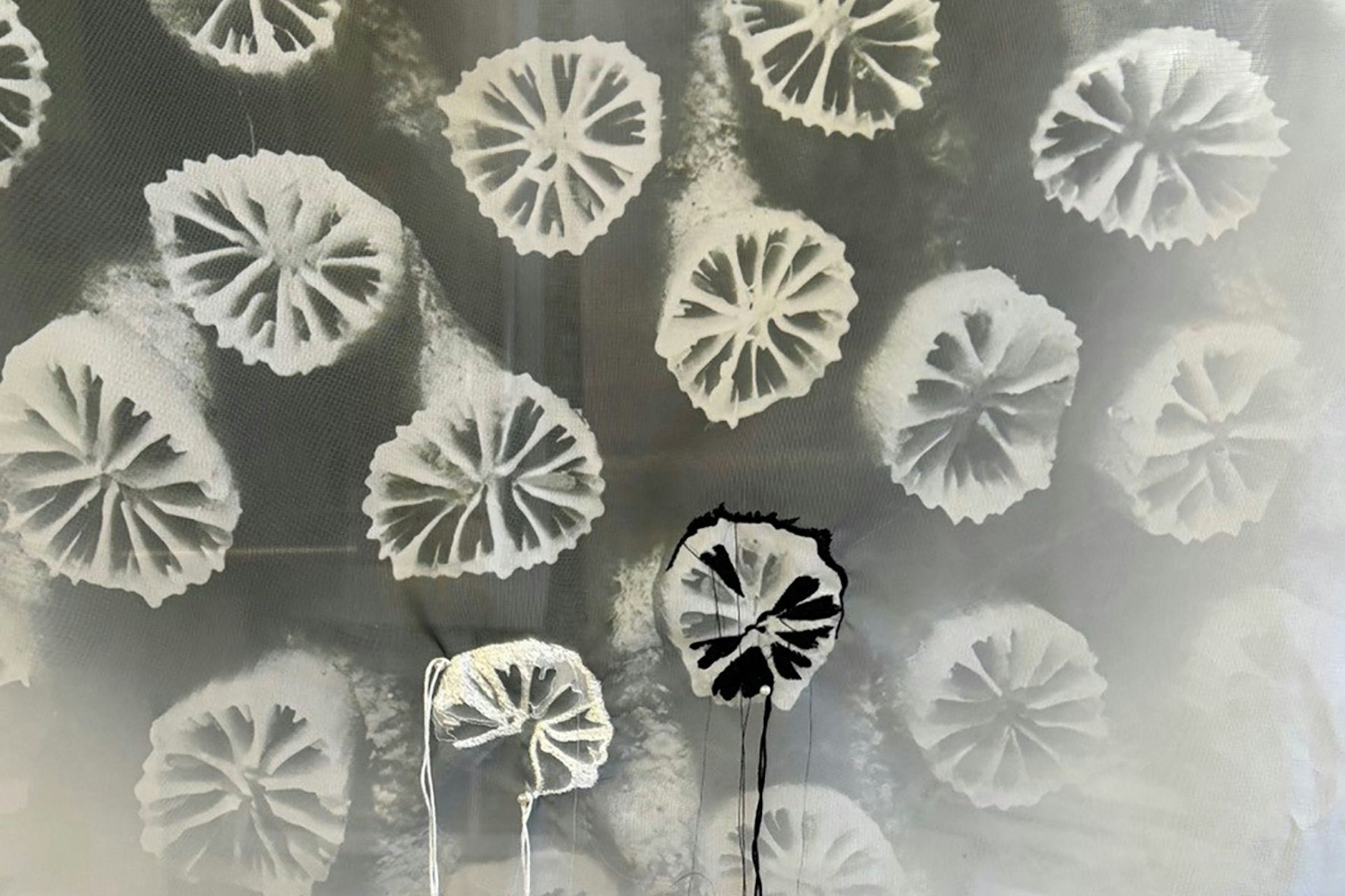 Janet Laurence: Makroskopische Vergrößerungen von Korallen auf Seiden-Volants nach Aufnahmen Alfred Ehrhardts aus den 1930er- und 40er-Jahren