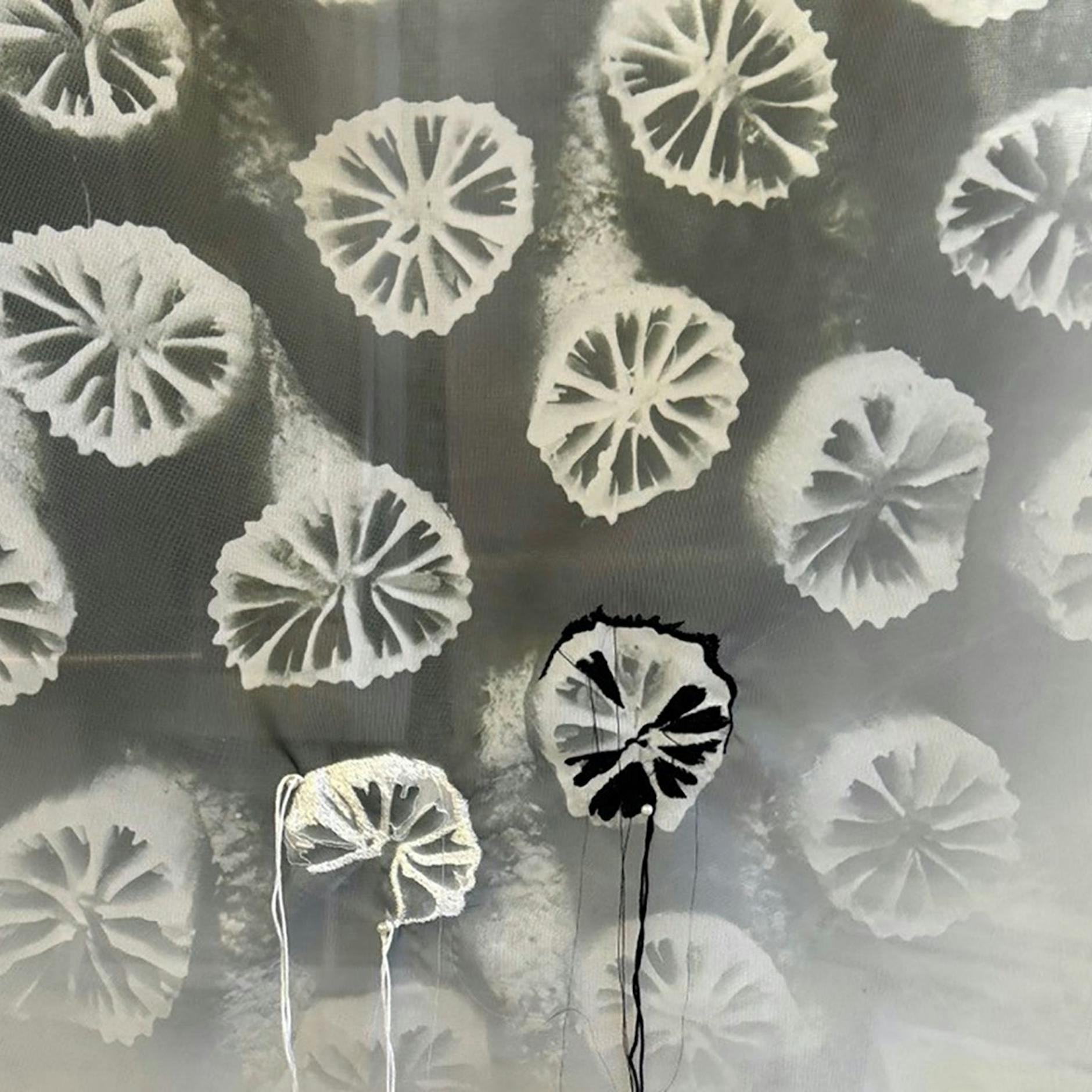 Image - Janet Laurences Requiem über den Korallentod