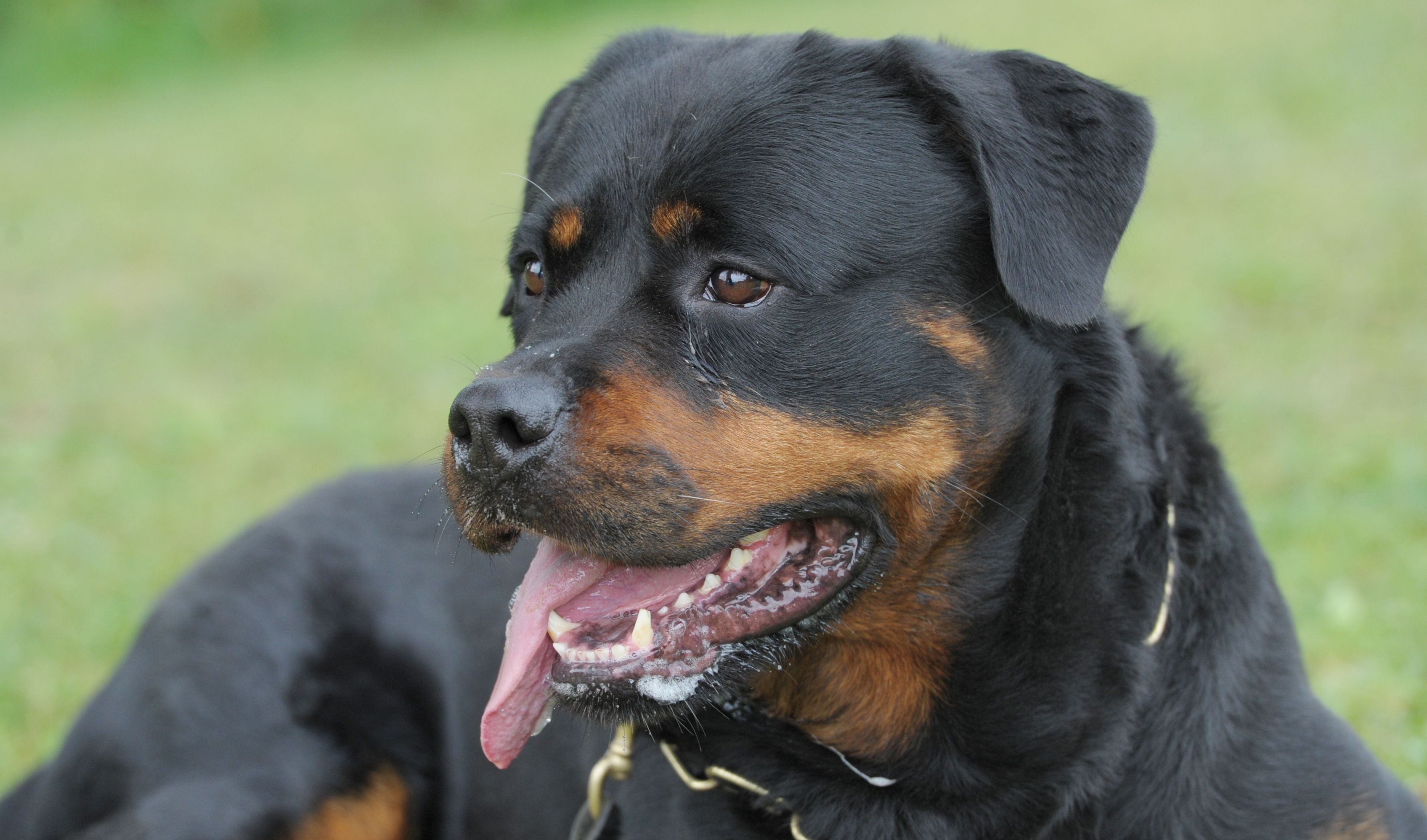 Rottweiler beißt Neunjährigen in 700-Seelen-Gemeinde tot