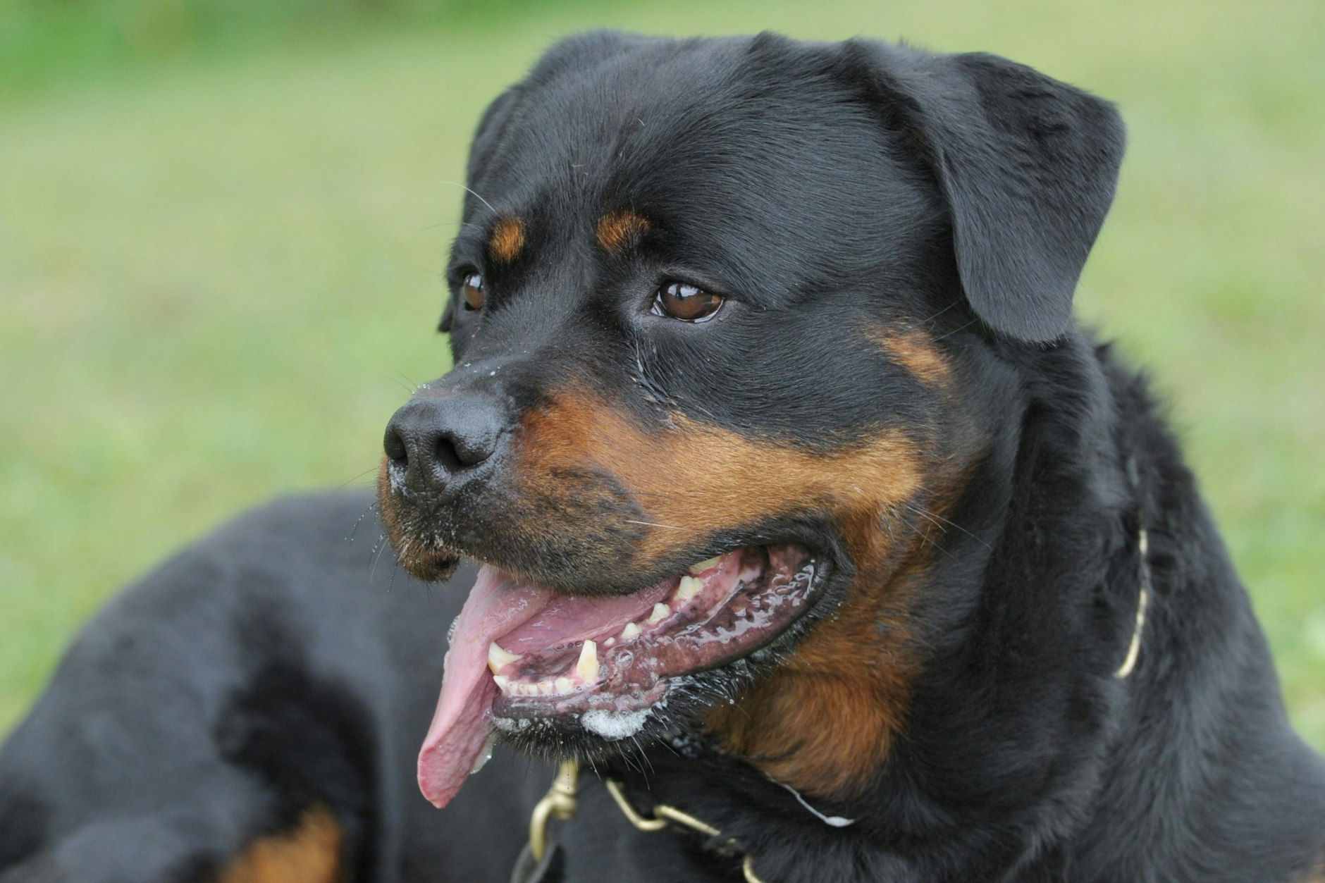 Ein Rottweiler hat in Frankreich einen Neunjährigen angegriffen und totgebissen.