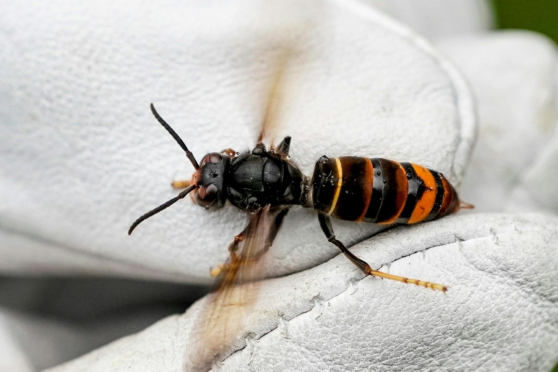 Sicher ist sicher: Ein Biologe hat sich extra einen dicken Handschuh angezogen, um von dieser Asiatischen Hornisse nicht gestochen zu werden.