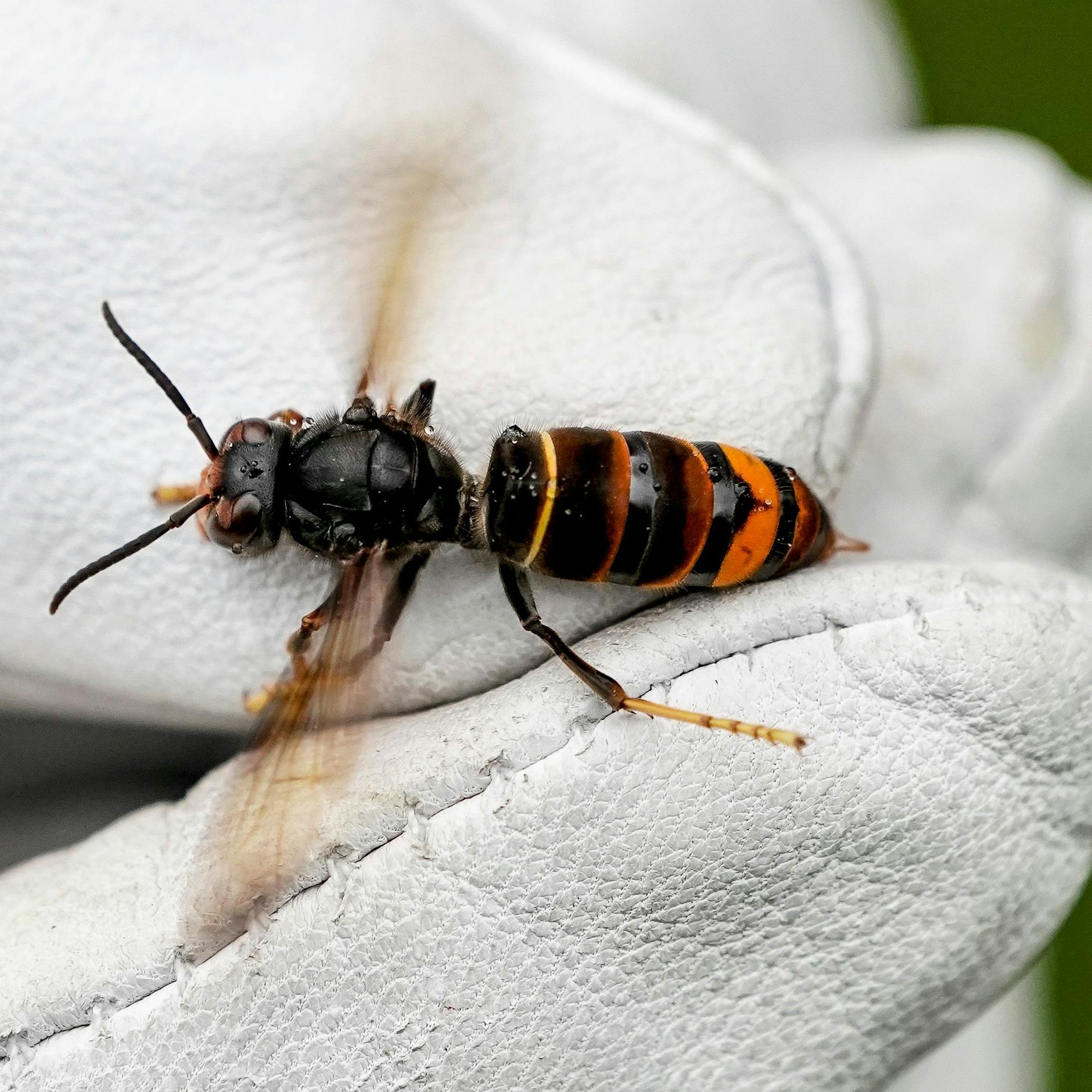 Image - Suchaktion in Berlin: Wie verbreitet sind Asiatische Hornissen in der Stadt?