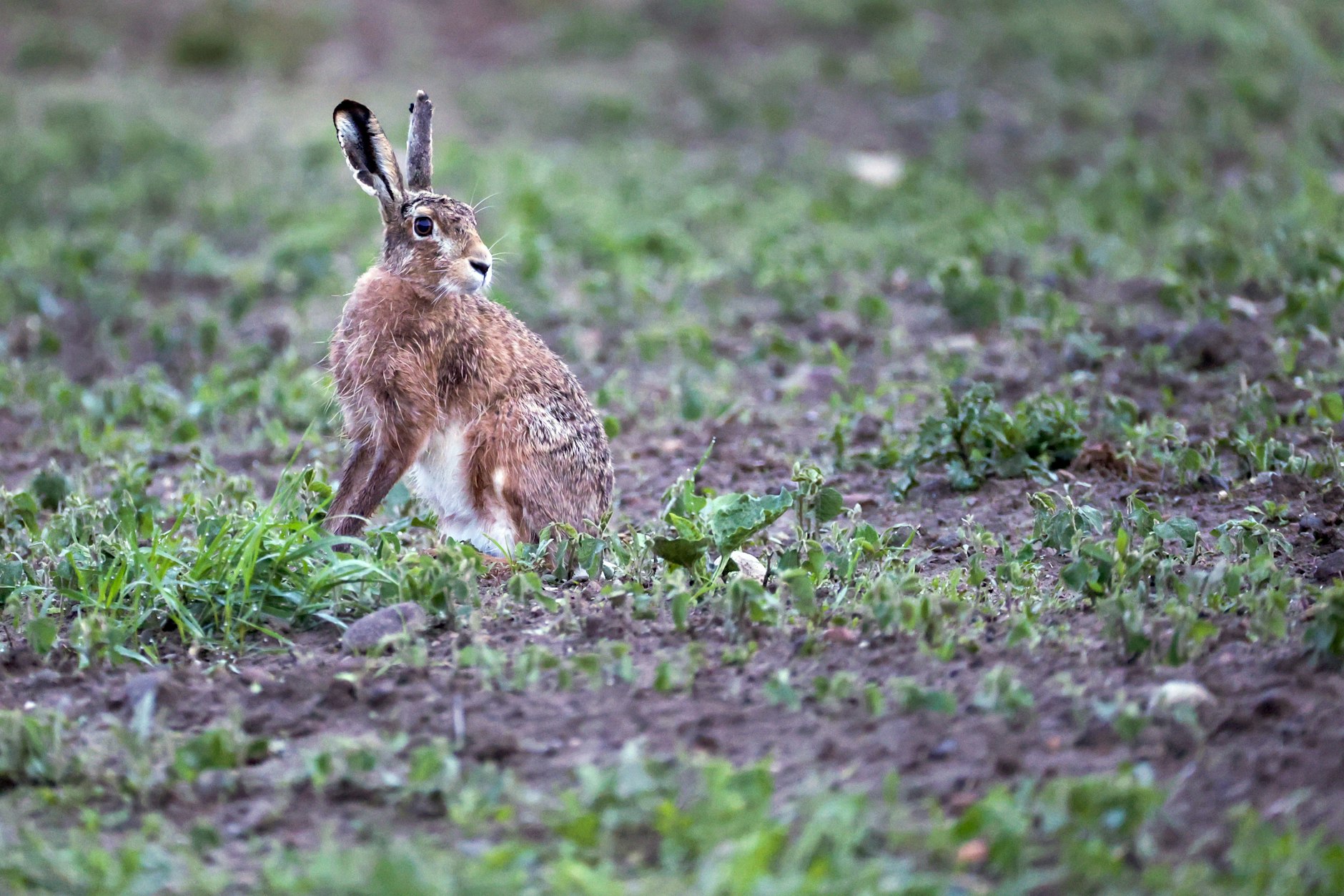 Die Hasenpest tritt erstmalig in Berlin auf.