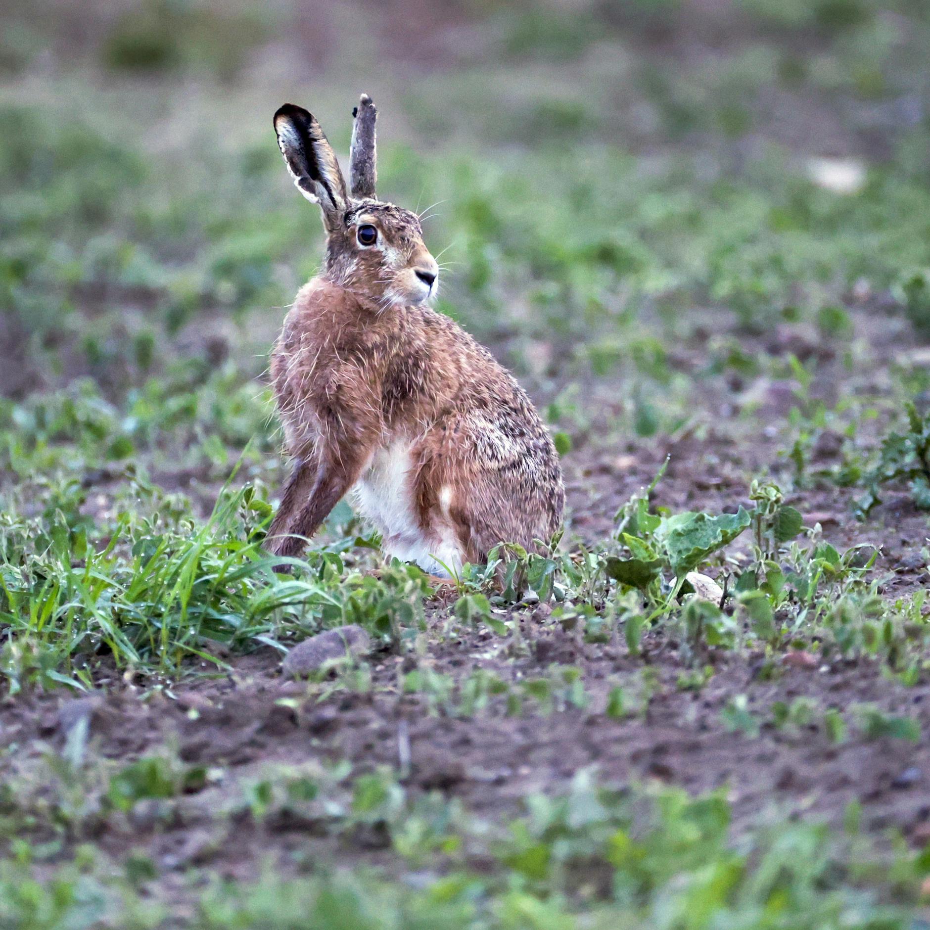 Image - Hasenpest in Berlin nachgewiesen: Bereits vier bestätigte Fälle