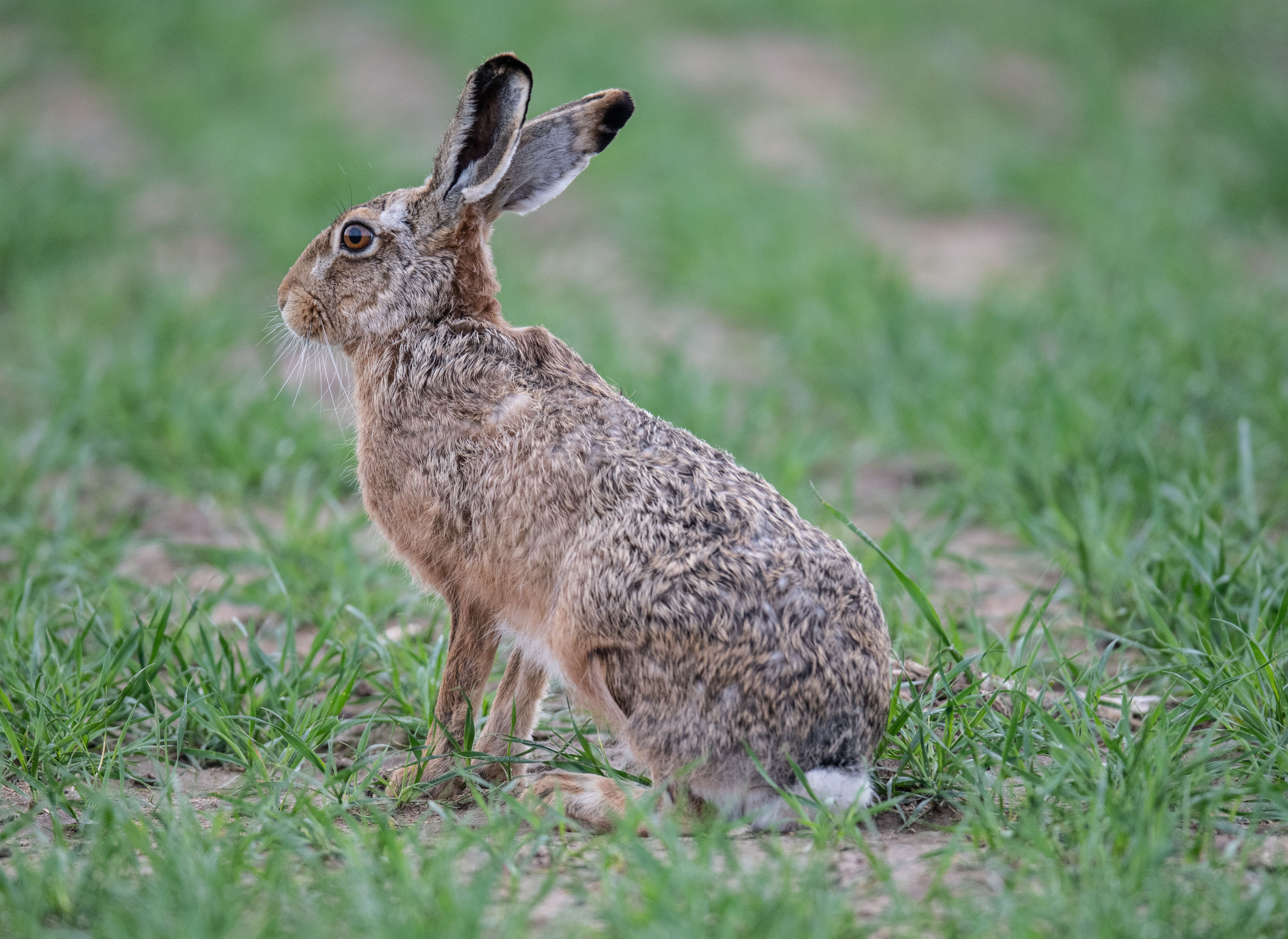Image - Mehrere Fälle von Hasenpest in Berlin