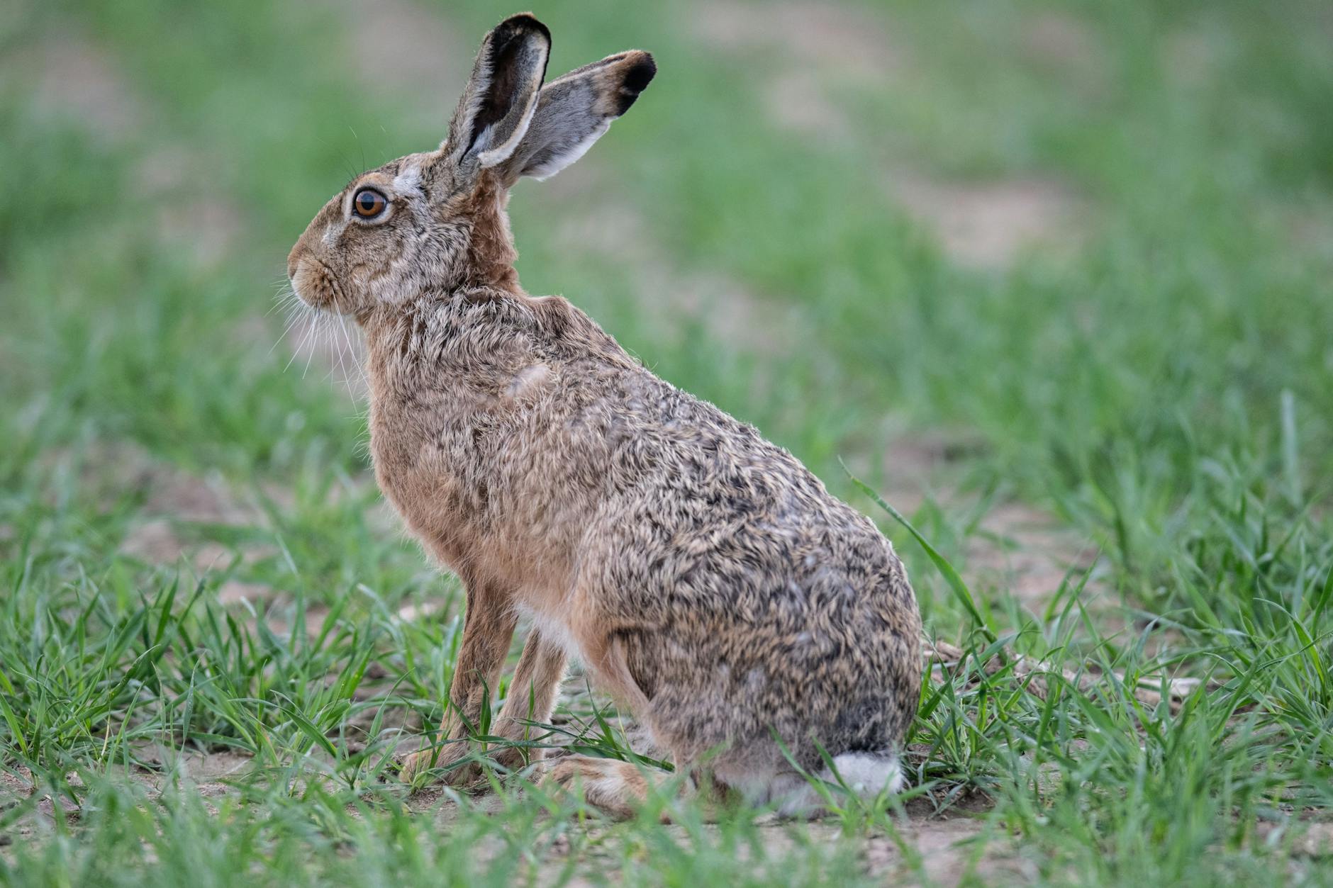Die Hasenpest endet für Hasen und Kaninchen oft tödlich - aber auch Menschen können erkranken.