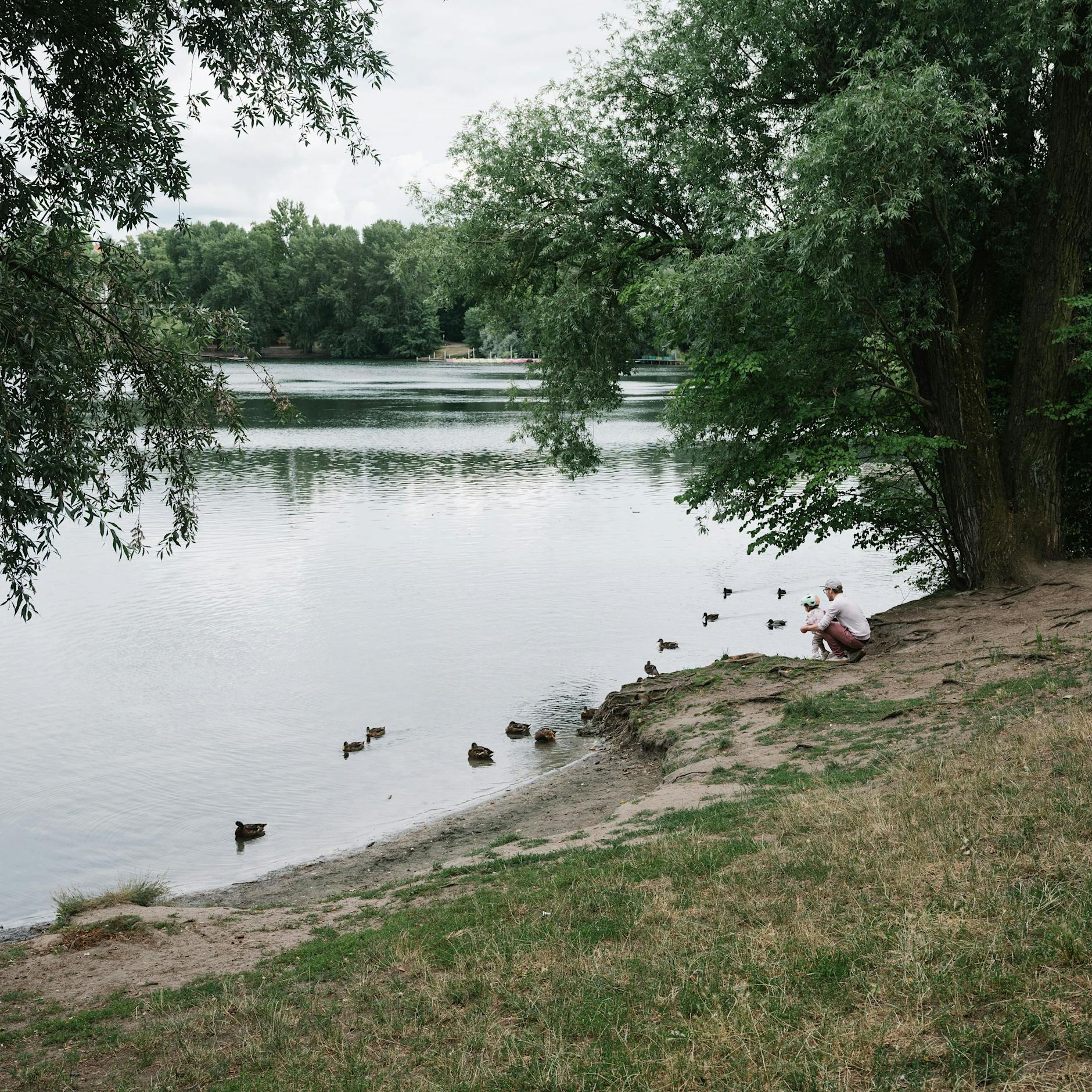 Bezirksamt startet Bau der umstrittenen Heckenbarriere am Weißen See