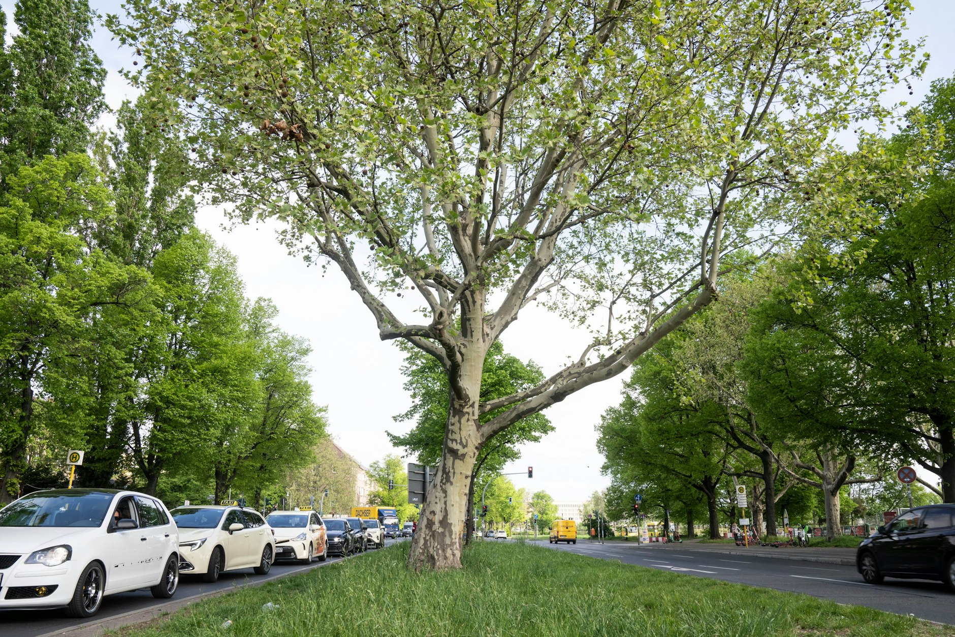 Noch stehen sie, die Bäume auf dem Tempelhofer Damm. Doch 194 von ihnen sollen fallen.