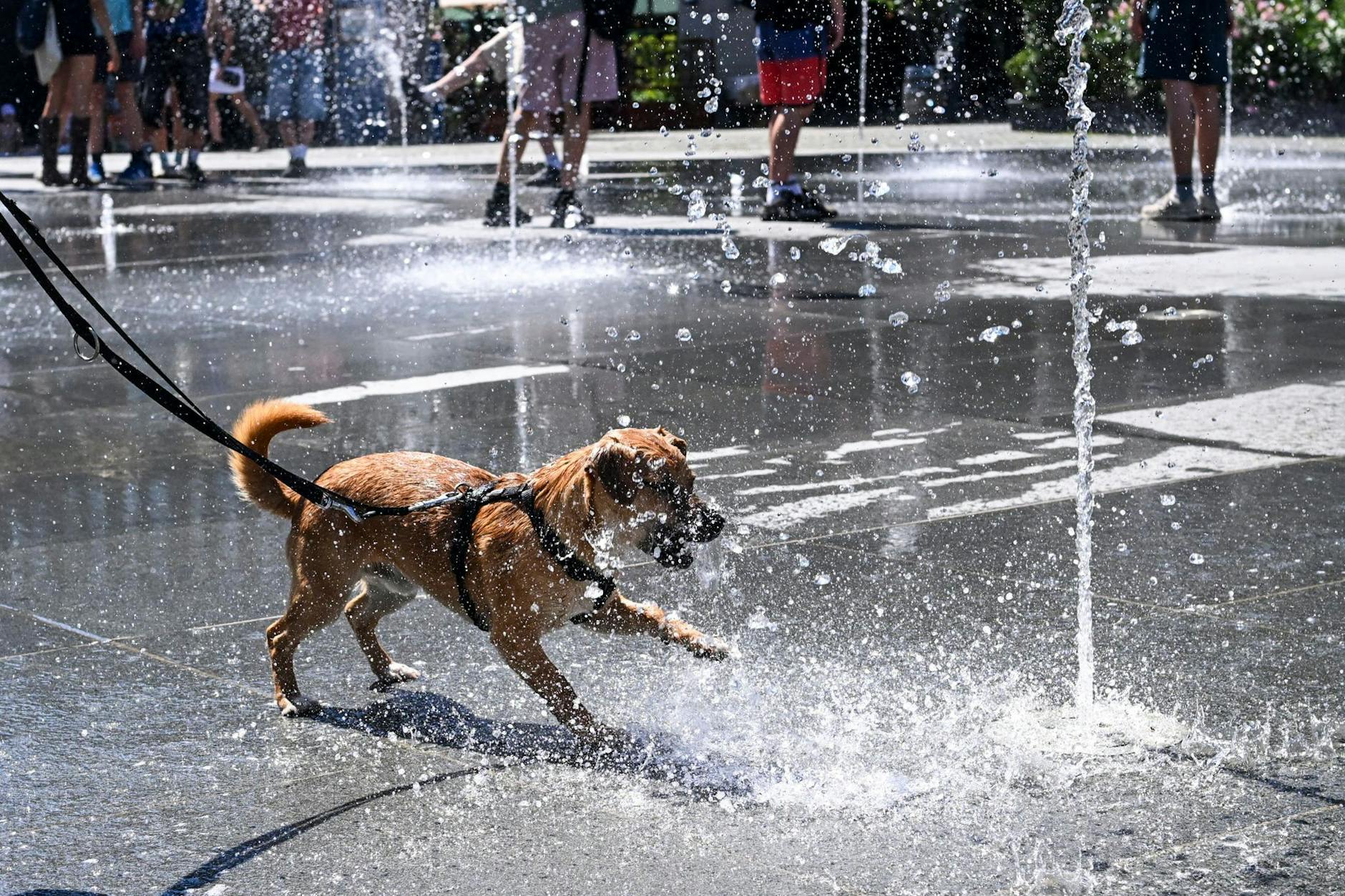 Ein Mischlingshund erfrischt sich an den Springbrunnen auf dem Mercedes Platz.