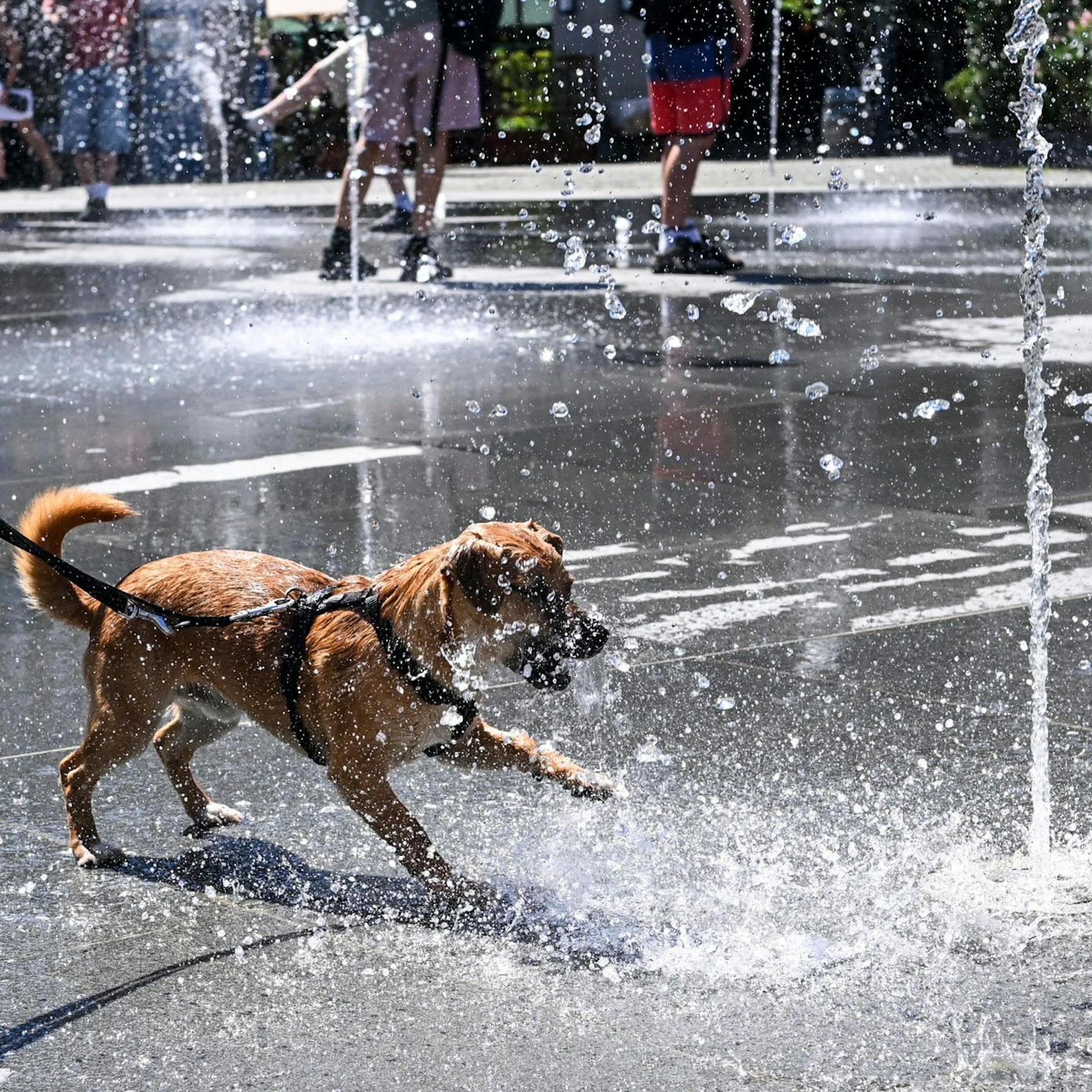 Image - Wettervorhersage: Bis 37 Grad und steigendes Gewitter-Risiko kommende Woche