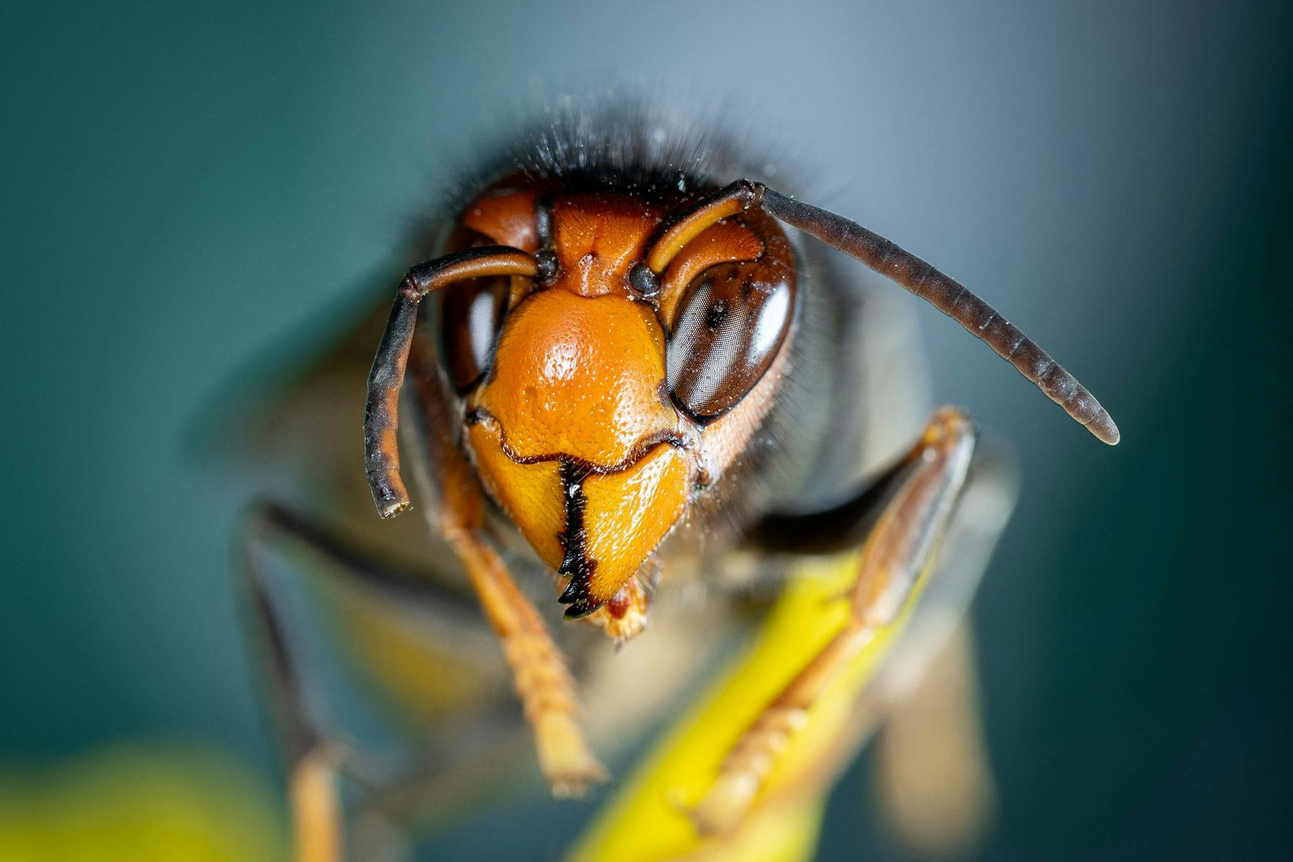 Die Asiatische Hornisse breitet sich auch in Berlin immer weiter aus. In NRW kam es jetzt zu einem Angriff der Insekten auf mehrere Kinder in einem Freibad.