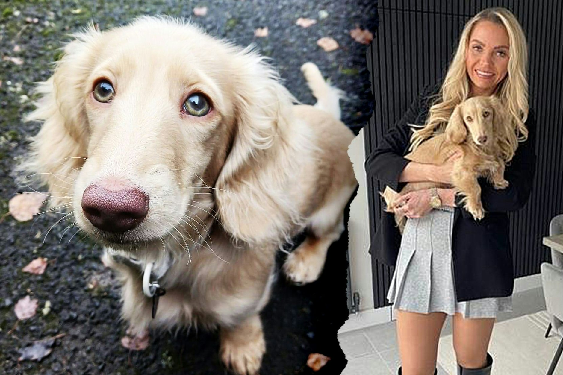 Emily Lomas und ihr kleiner Dackel Bowie sind unzertrennlich. Doch ein Wespenstich setzte dem kleinen Hund schwer zu. Nun will sie andere Hundebesitzer warnen.