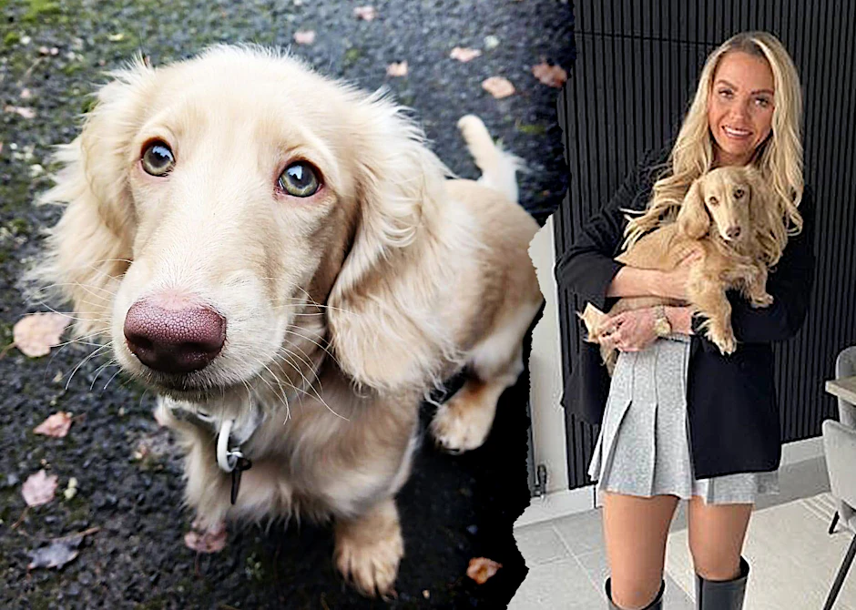 Emily Lomas und ihr kleiner Dackel Bowie sind unzertrennlich. Doch ein Wespenstich setzte dem kleinen Hund schwer zu. Nun will sie andere Hundebesitzer warnen.