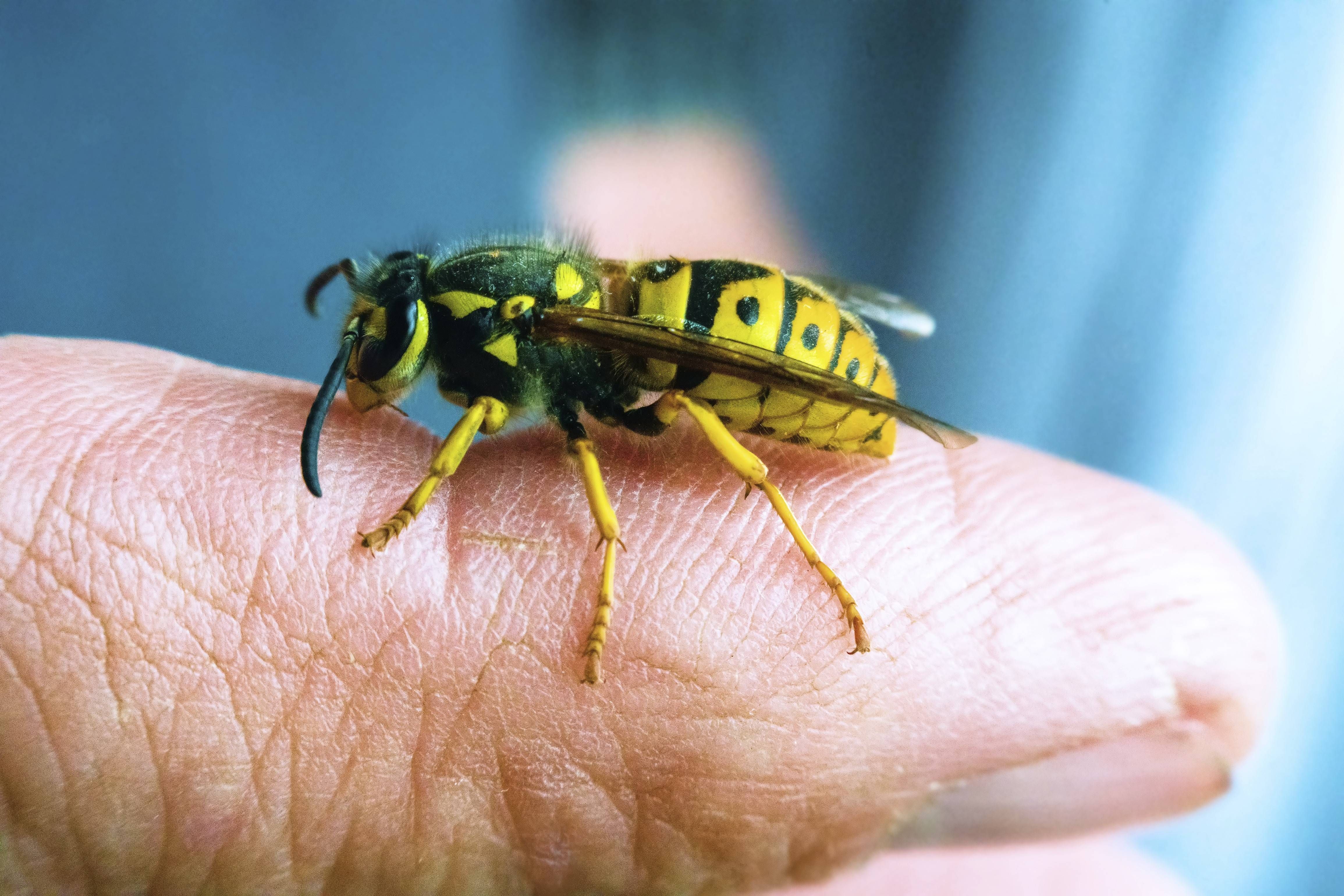 Junge Mutter über 100 Mal von Wespen gestochen! So fühlte es sich an