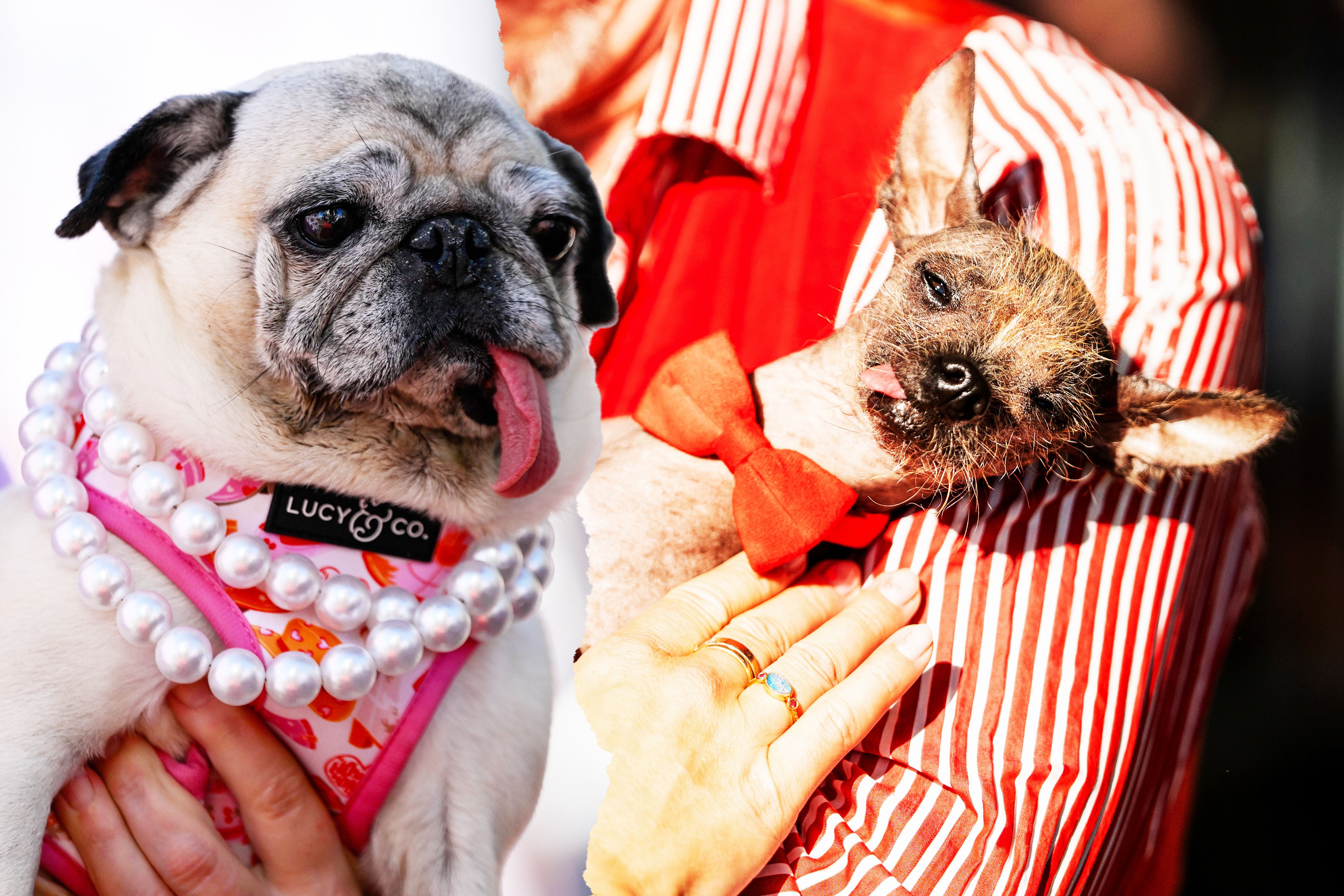 Petunia, Jinny Lu und Poppy: Sie sind die hässlichsten Hunde der Welt!