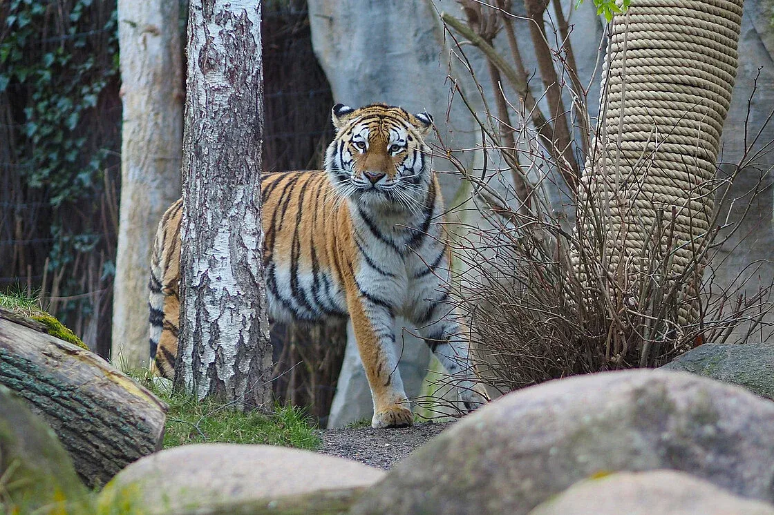 Weil die Mutter sie verstieß: Zoo schläfert drei Tigerbabys ein