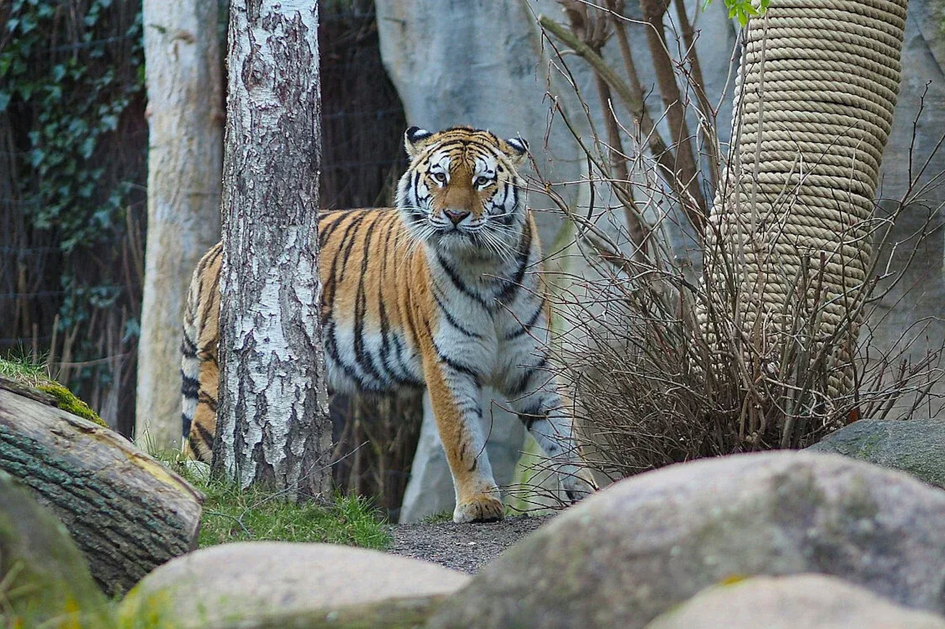 Amurtigerin Yushka begann vor wenigen Tagen drei Junge. Weil sich die Tigermutter nicht mehr um den Nachwuchs kümmert, wurden die Tigerbabys vom Zoo getötet.