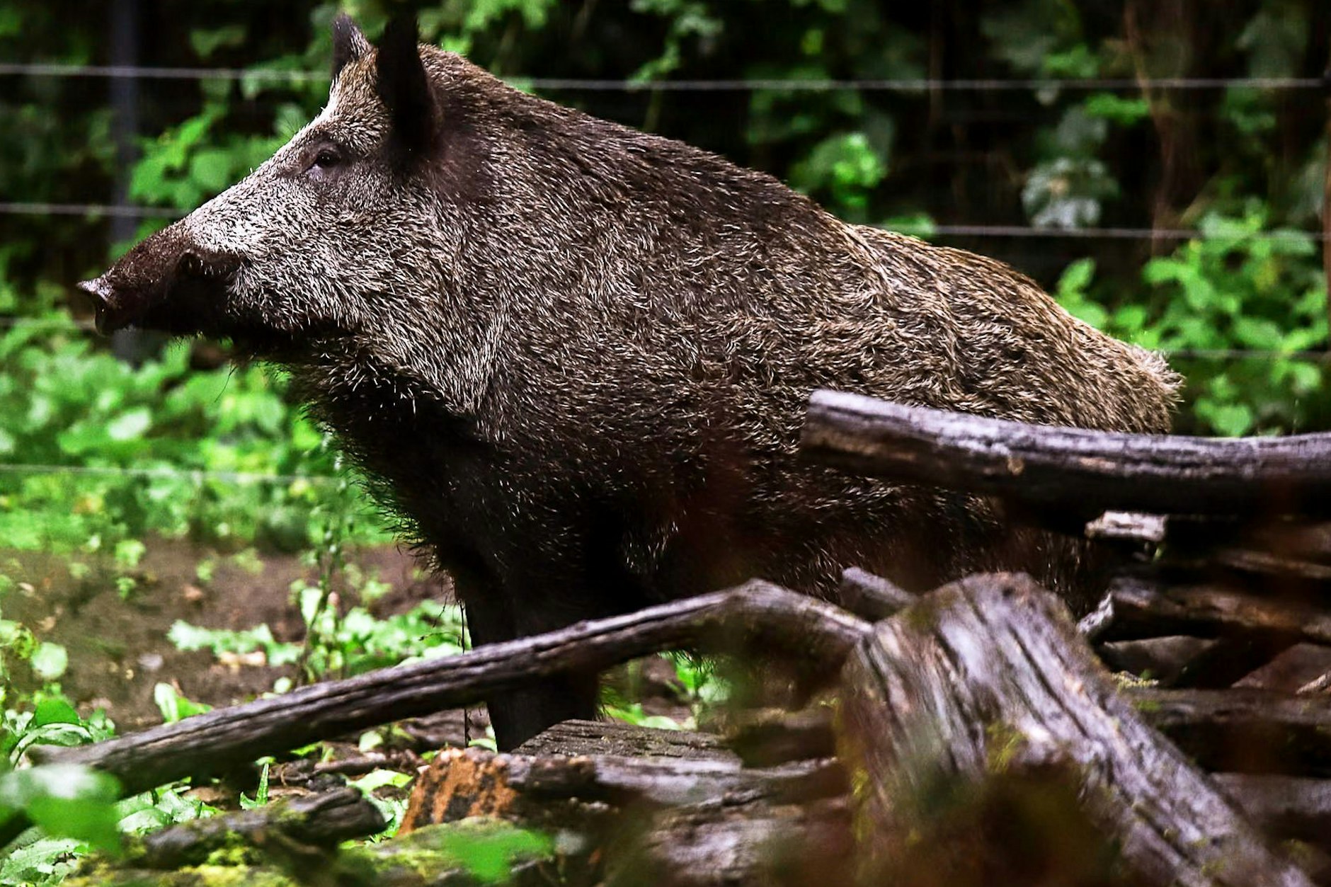 Schon jetzt eine kleine Berühmtheit in Berlin: Der zweijährige „Keiler Minogue“ lebt seit April in Tegel.