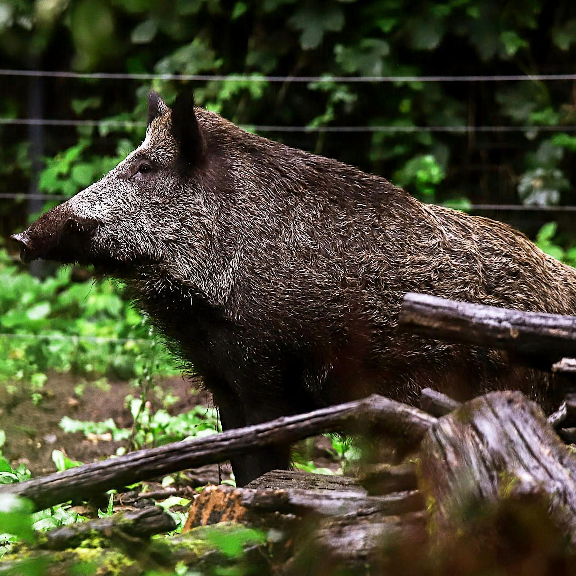 Berühmt in Berlin: Tiere namens Keiler Minogue, Adolpho oder Bulette