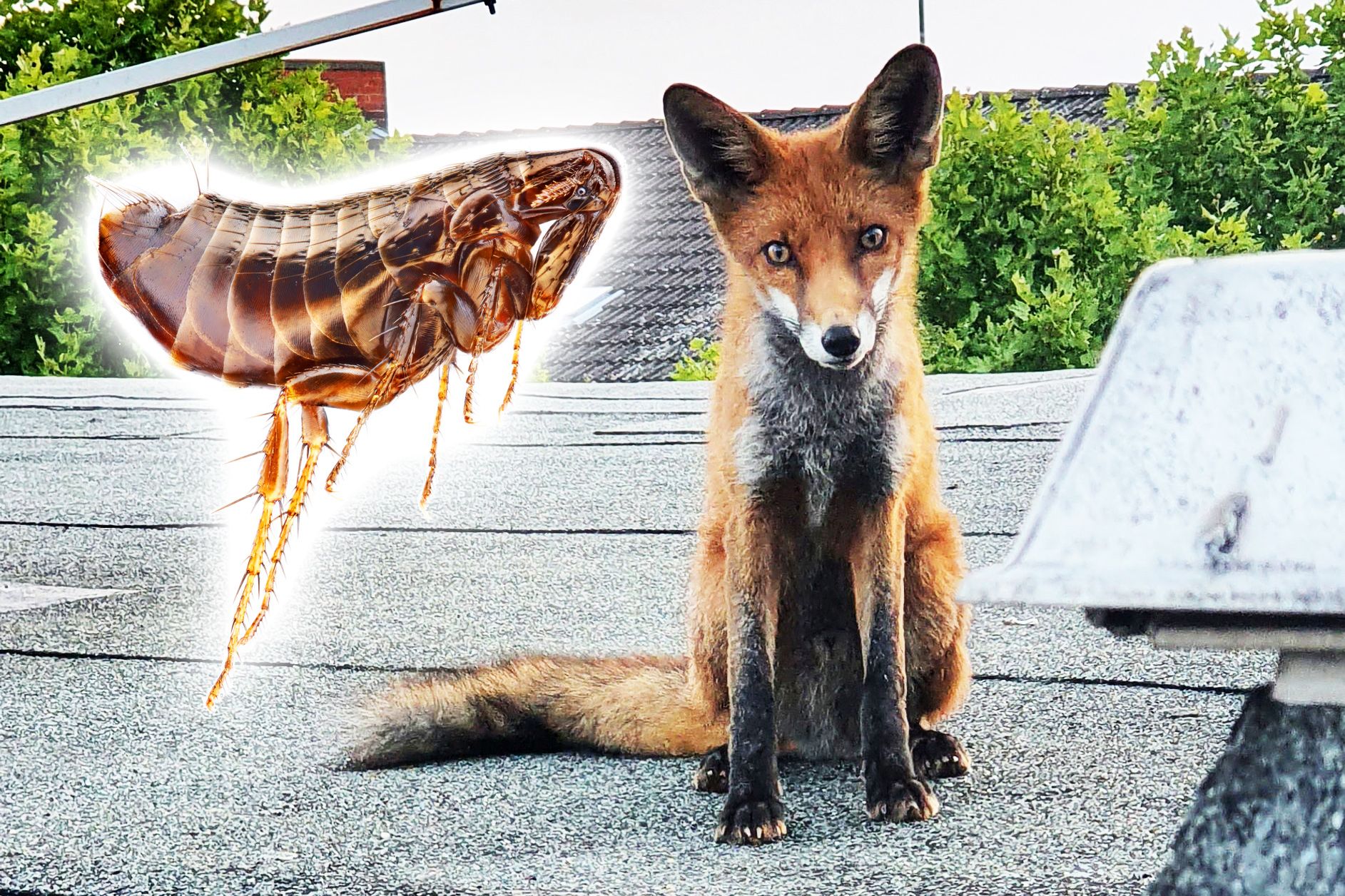 Igitt! Immer mehr Bisse: Berlin gründet Taskforce gegen Flöhe