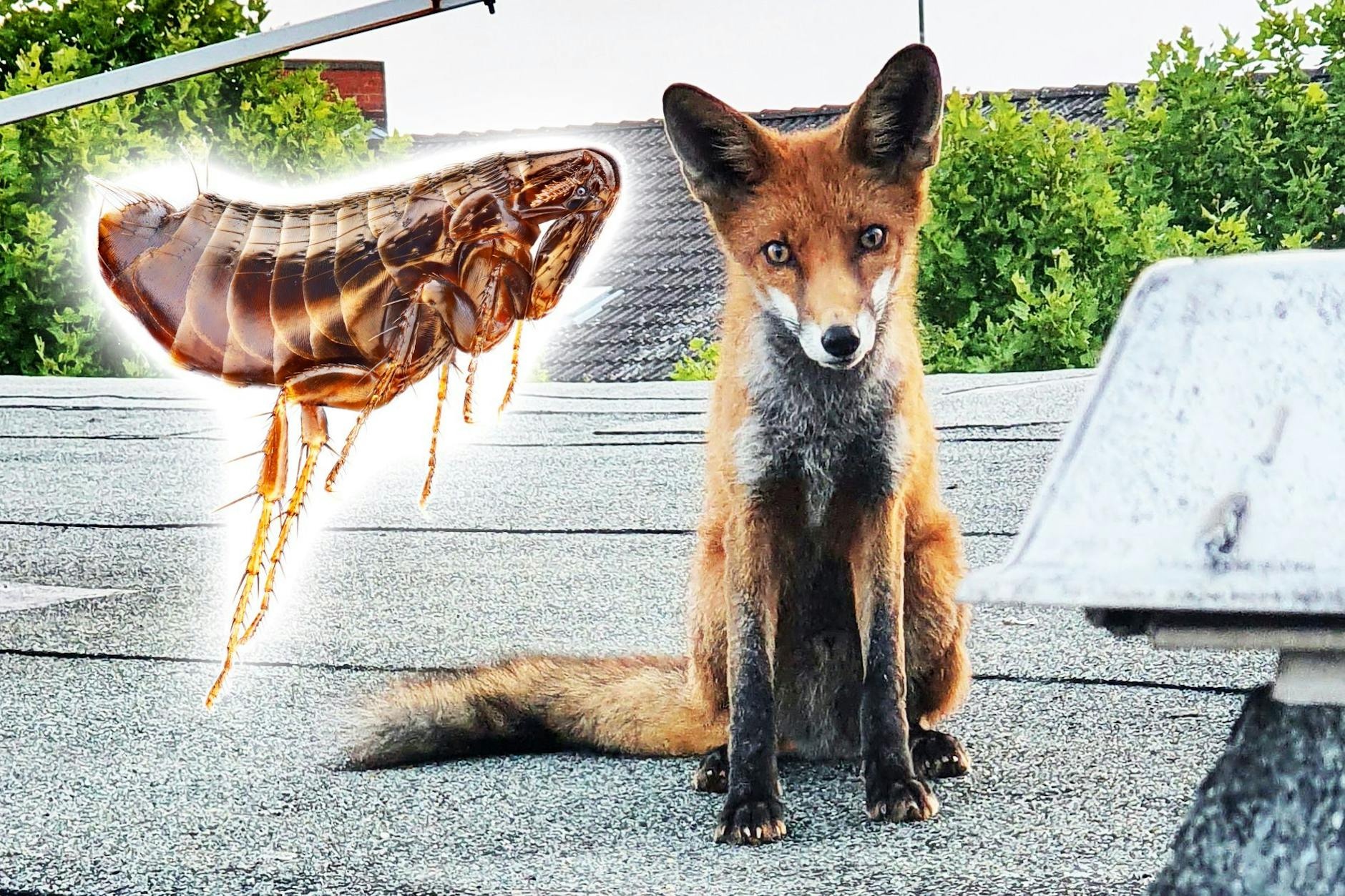 Immer wieder kommt es nicht nur zu Begegnungen zwischen Füchsen und Menschen, sondern auch zwischen Flöhen und Menschen! Berliner Forscher sehen einen Zusammenhang.