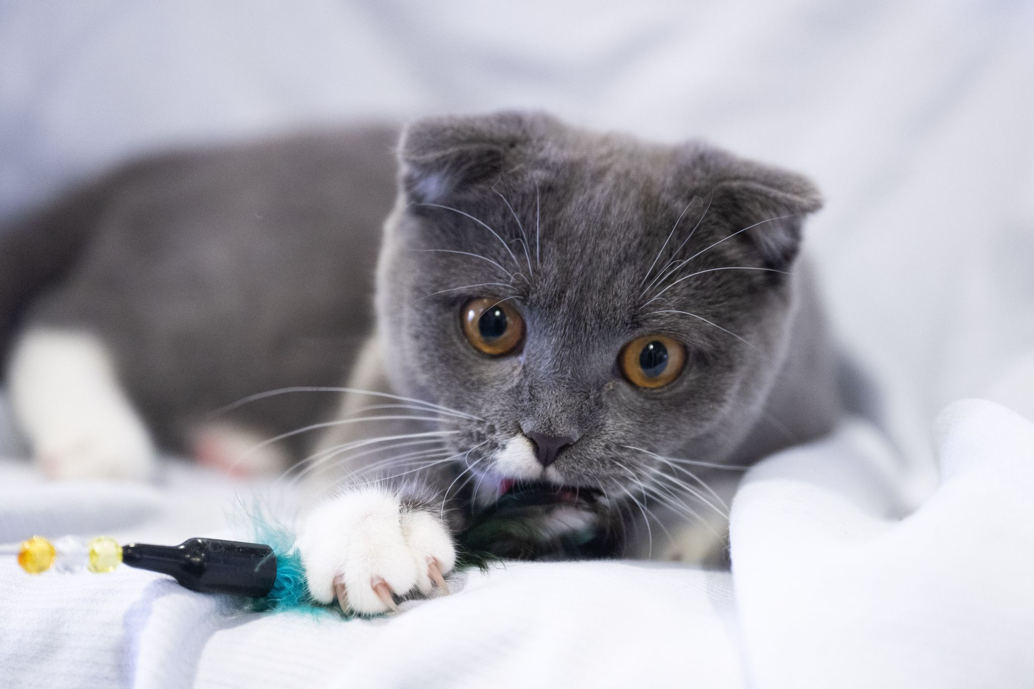 Image - Sommerferien: Berliner Tierheim beklagt hohe Zahl an ausgesetzten Tieren