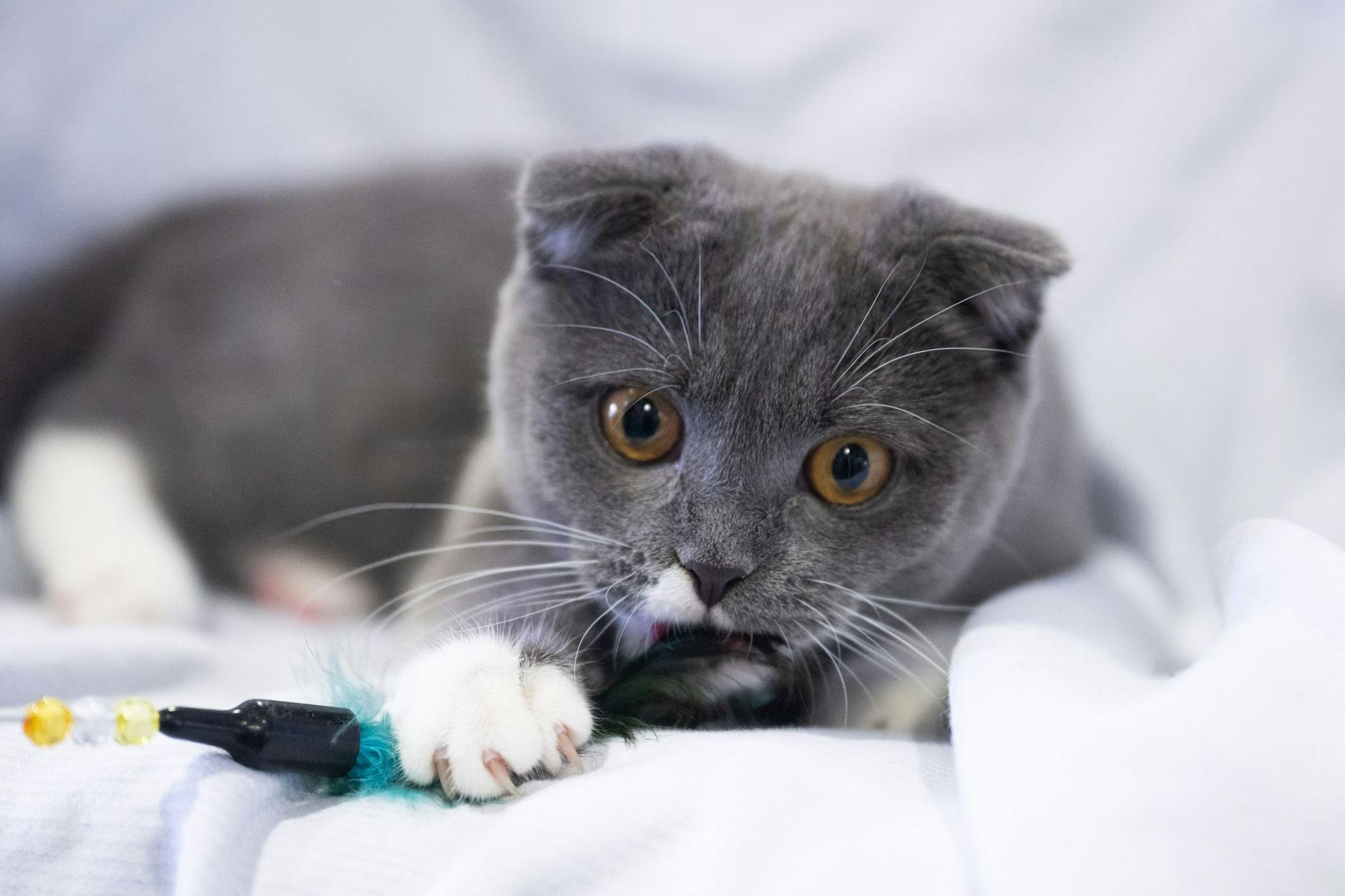 Im Berliner Tierheim wurden seit Beginn der Ferien schon 147 Tiere aufgenommen.