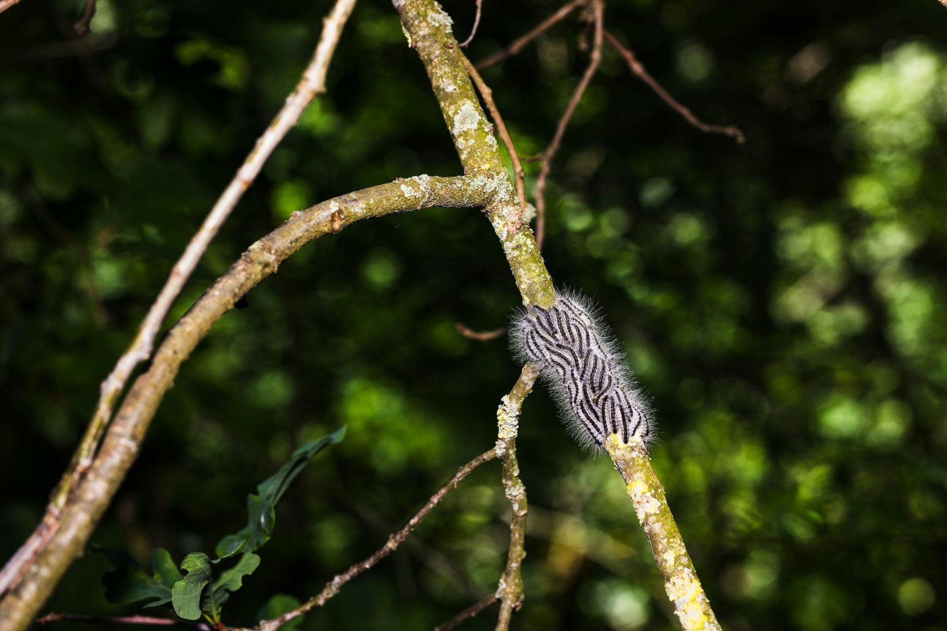 Die Zahl der Befälle durch den Eichenprozessionsspinner ist in Berlin stark gestiegen.
