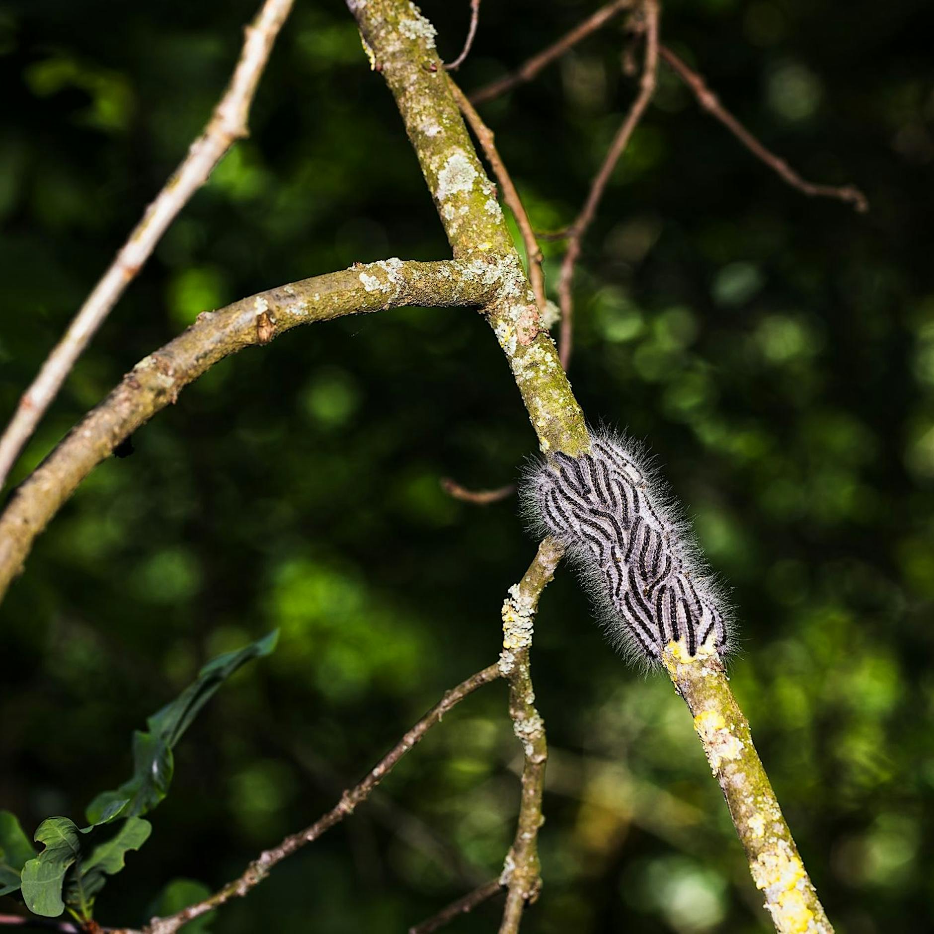 Zahlen verdoppelt und verdreifacht: Wie der Eichenprozessionsspinner Berlin einnimmt