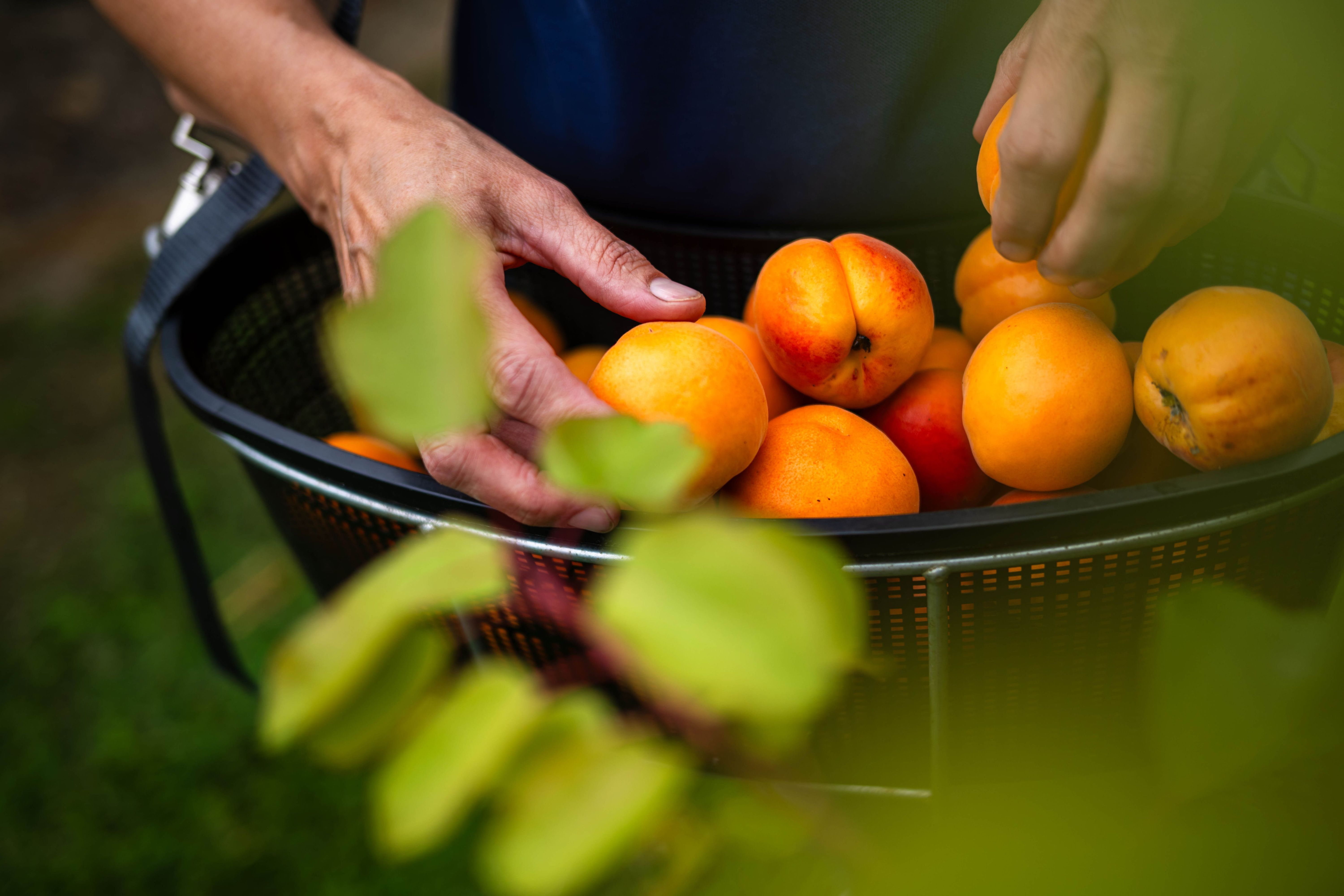 Image - Süßer, feiner Klops: Unser Rezept für Marillenknödel